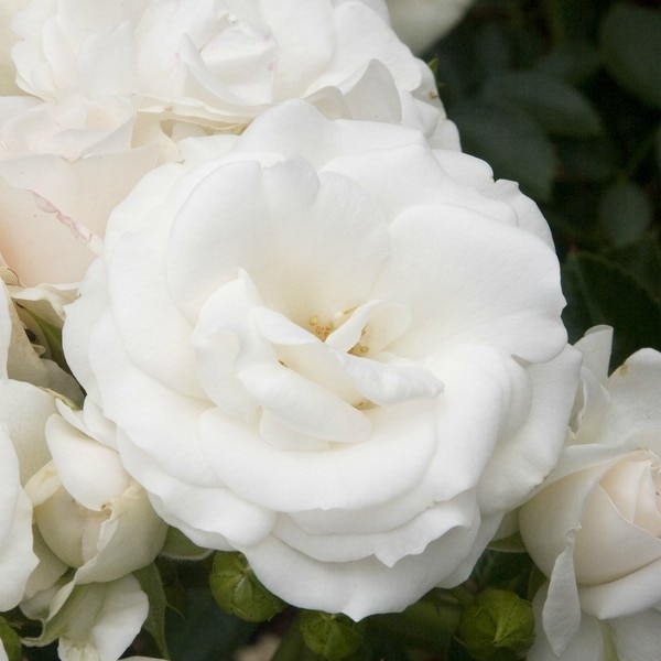 Trandafiri White Magic Trandafir Pentru Straturi Floribunda Alb Crem