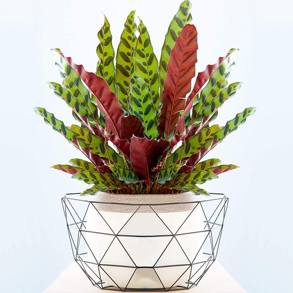 Calathea Insignis Cm Planta Care Se Roaga Verdena Emag Ro