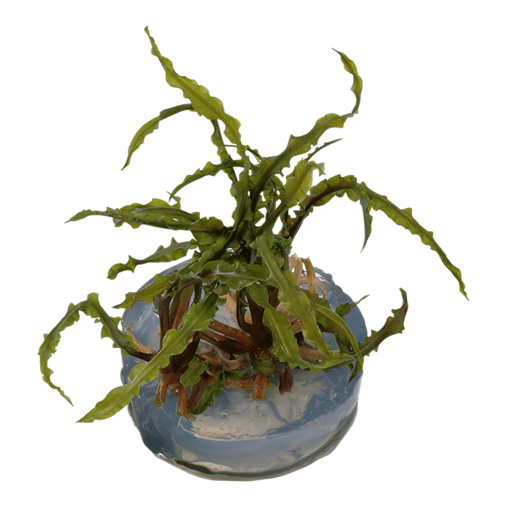 Planta Naturala De Acvariu Cryptocoryne Crispatula Tropica Cm Emag Ro