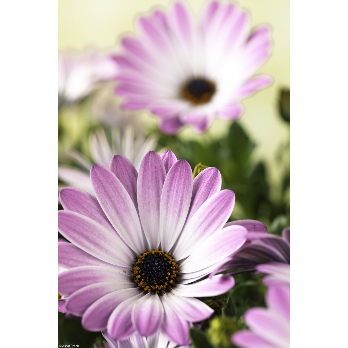 Poster Perete Zakito Posters X Cm Osteospermum Flori Assaf Frank