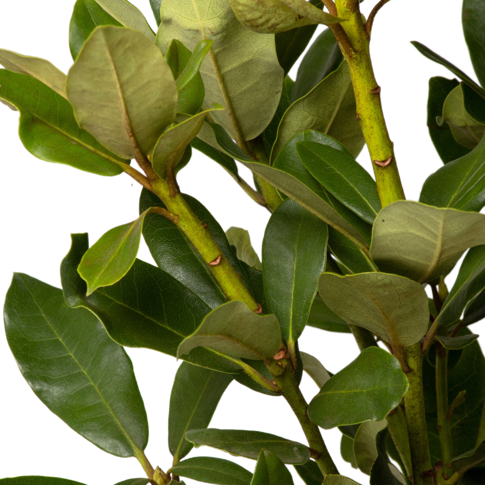 Planta Naturala Rhododendron Madame Masson Decorativa De Exterior