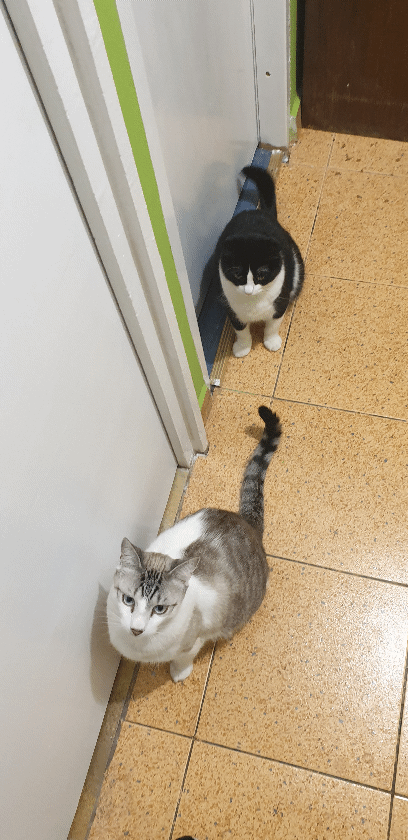 Hrana umeda pentru pisici Pro Plan Sterilised Nutrisavour, Pui in 