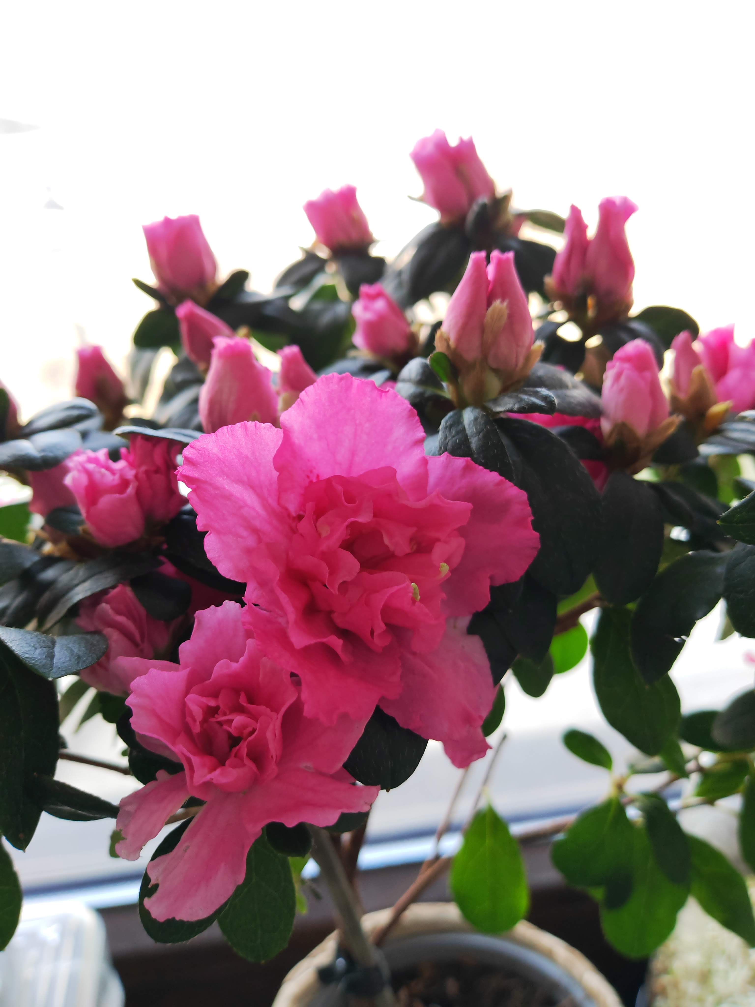 Telefon Mobil HONOR Magic 4 PRO, Dual Sim, 8GB RAM, 256GB, Black