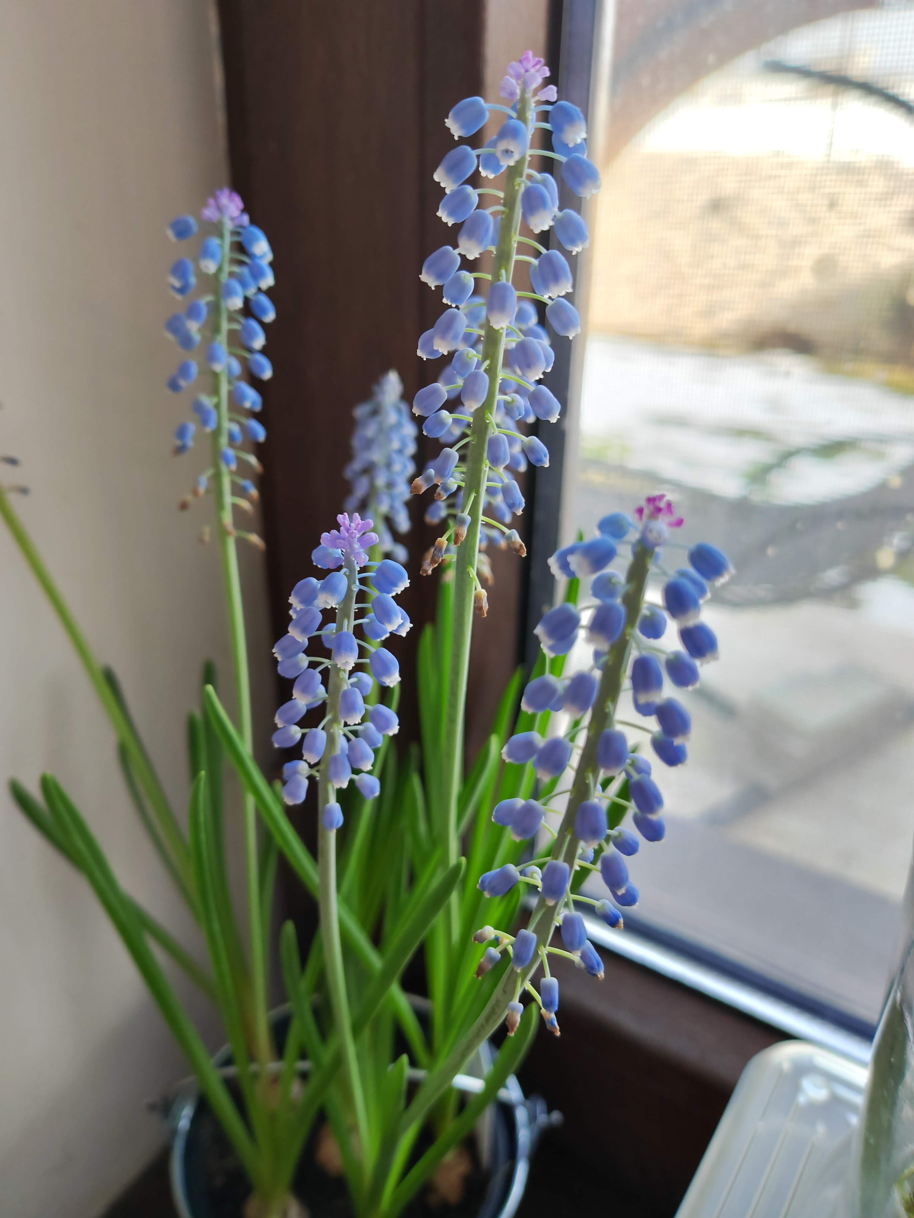 Telefon Mobil HONOR Magic 4 PRO, Dual Sim, 8GB RAM, 256GB, Black