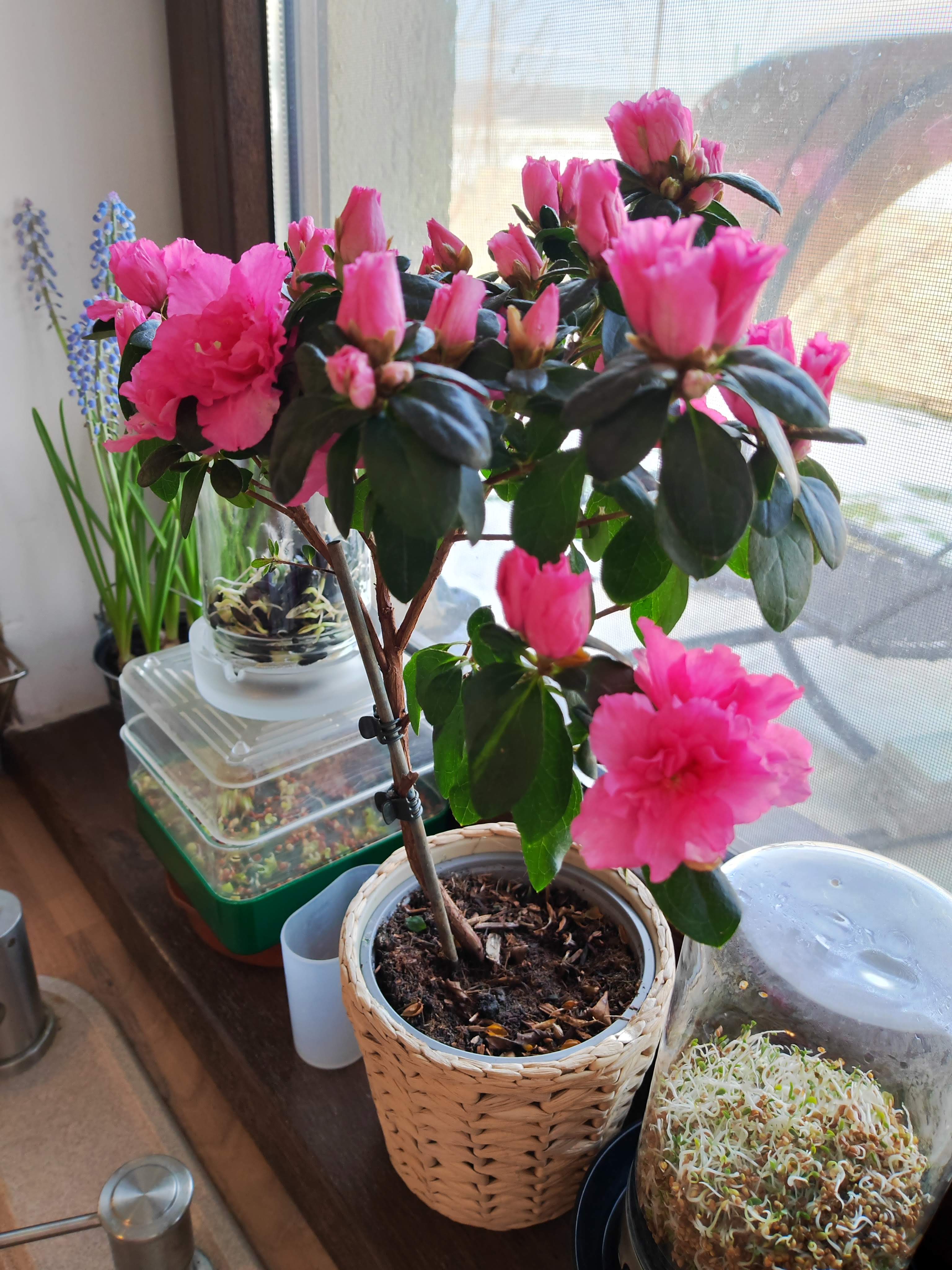 Telefon Mobil HONOR Magic 4 PRO, Dual Sim, 8GB RAM, 256GB, Black