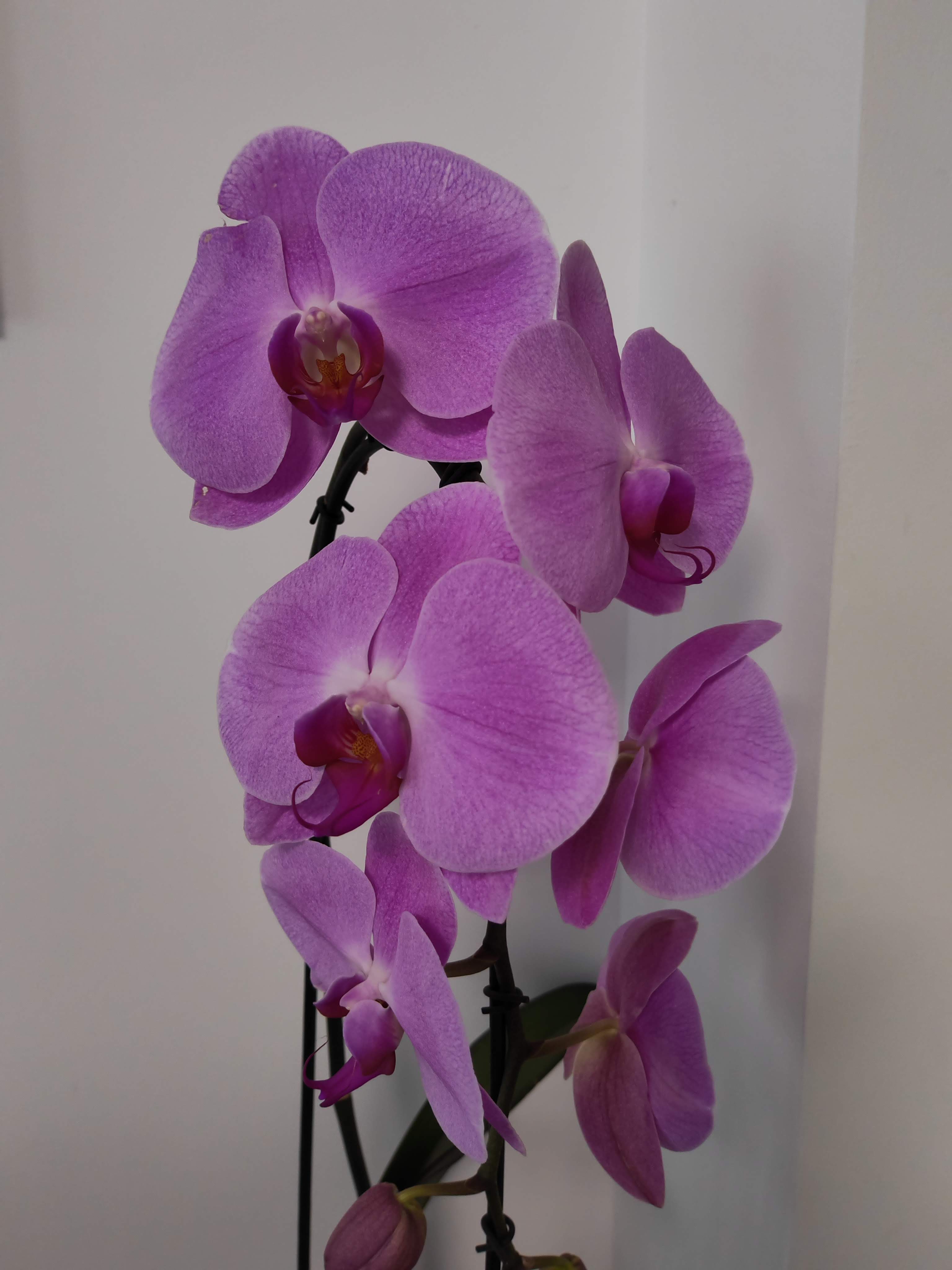 Telefon Mobil HONOR Magic 4 PRO, Dual Sim, 8GB RAM, 256GB, Black