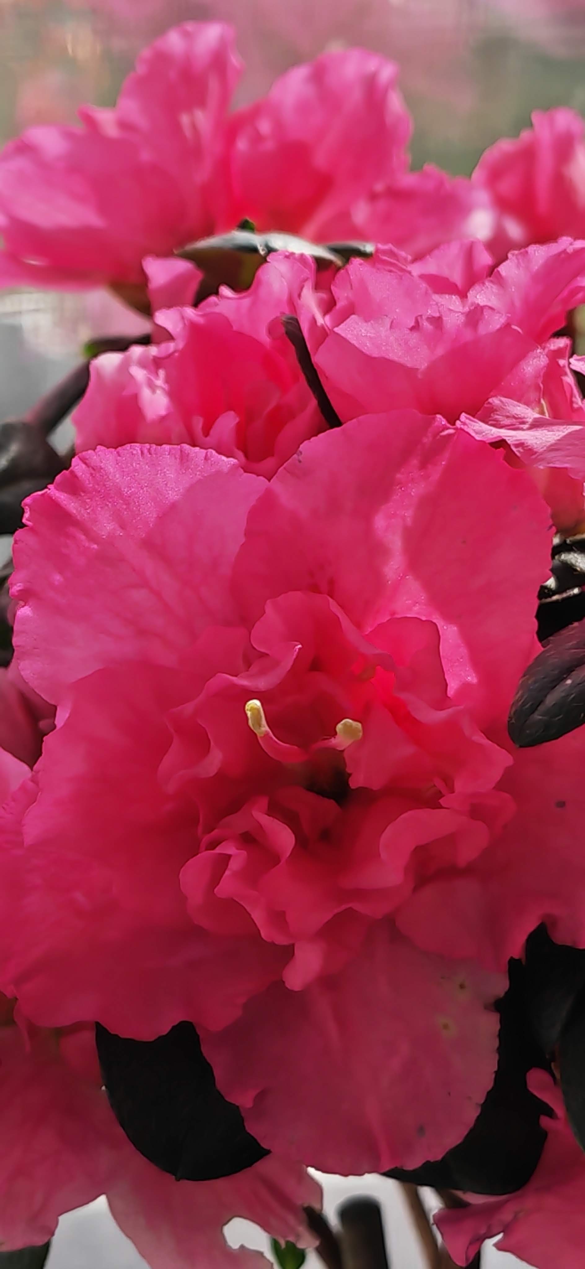 Telefon Mobil HONOR Magic 4 PRO, Dual Sim, 8GB RAM, 256GB, Black