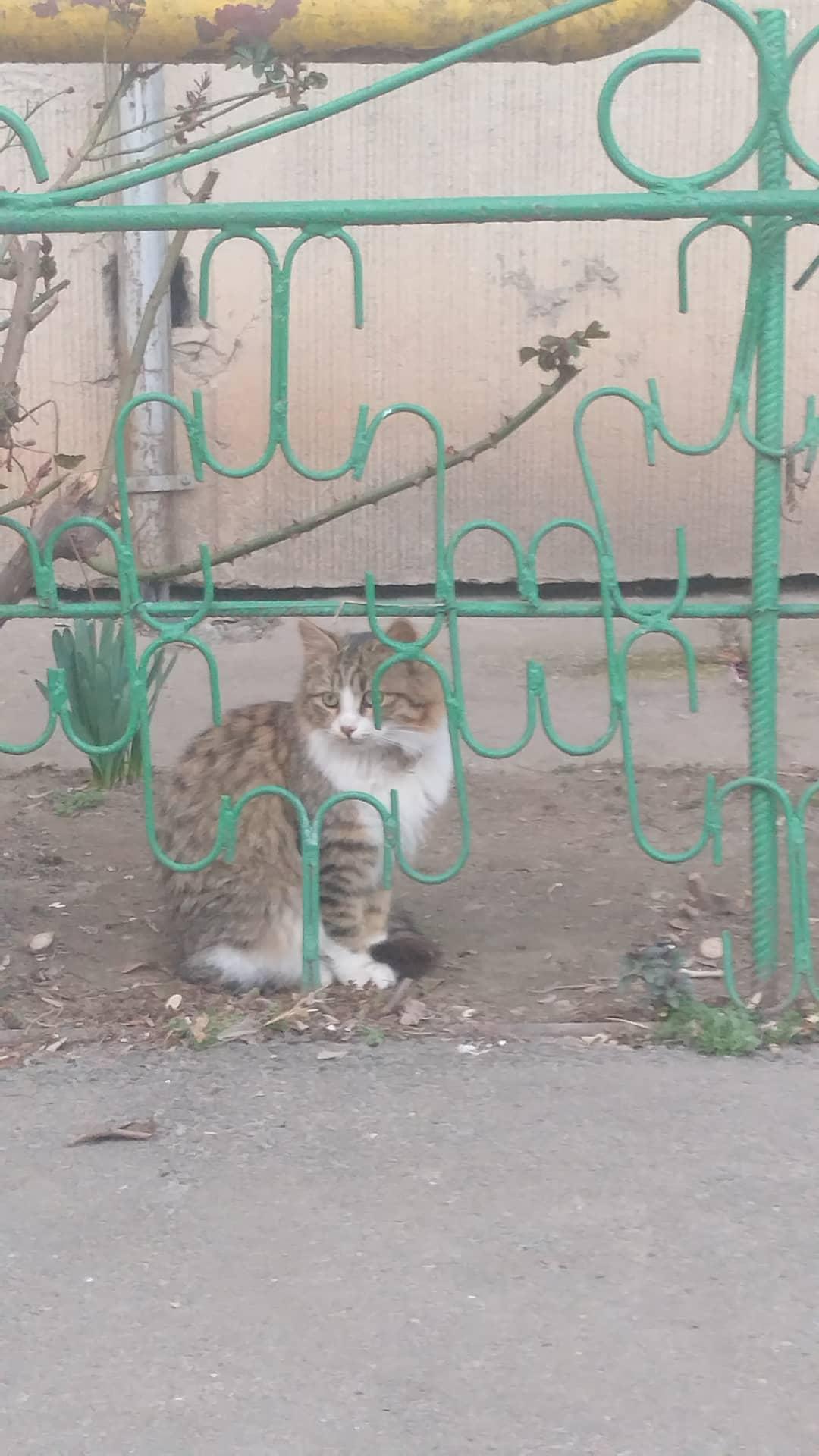 RESIGILAT: Telefon mobil Realme 9 Pro, Dual SIM, 6GB RAM, 128GB, 5G, Midnight Black