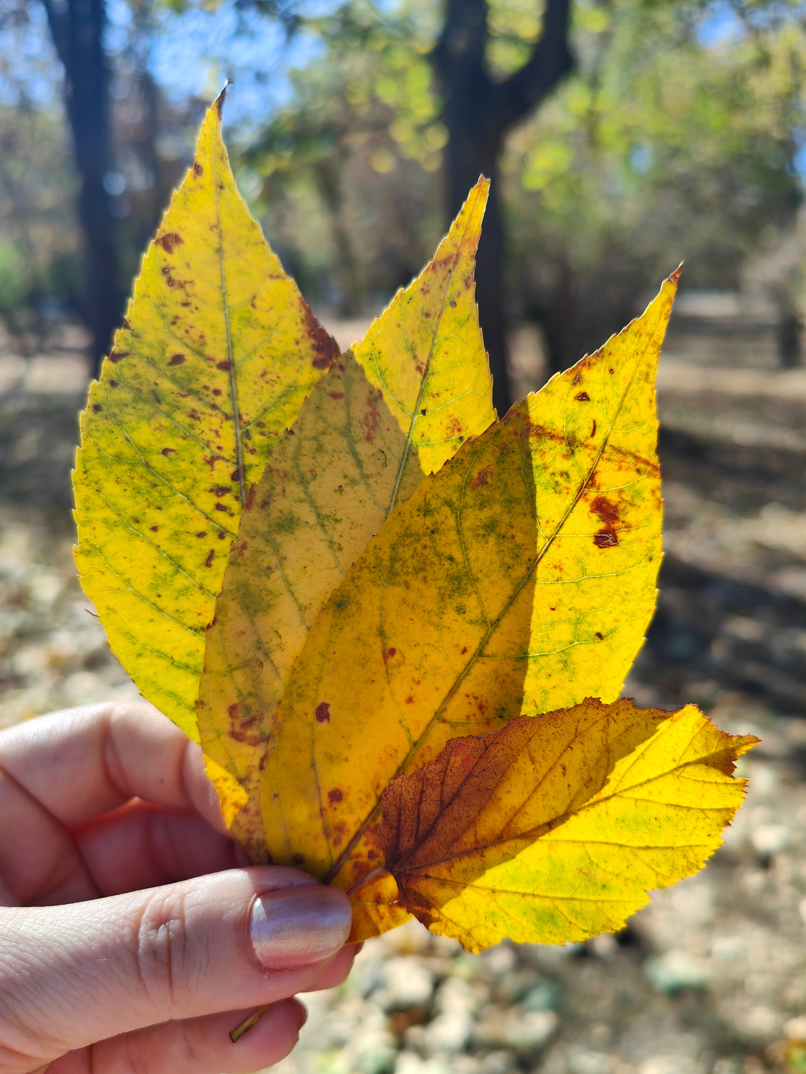 Telefon mobil OPPO Find X5 Pro, Dual SIM, 256GB, 12GB RAM, 5G, Glaze Black