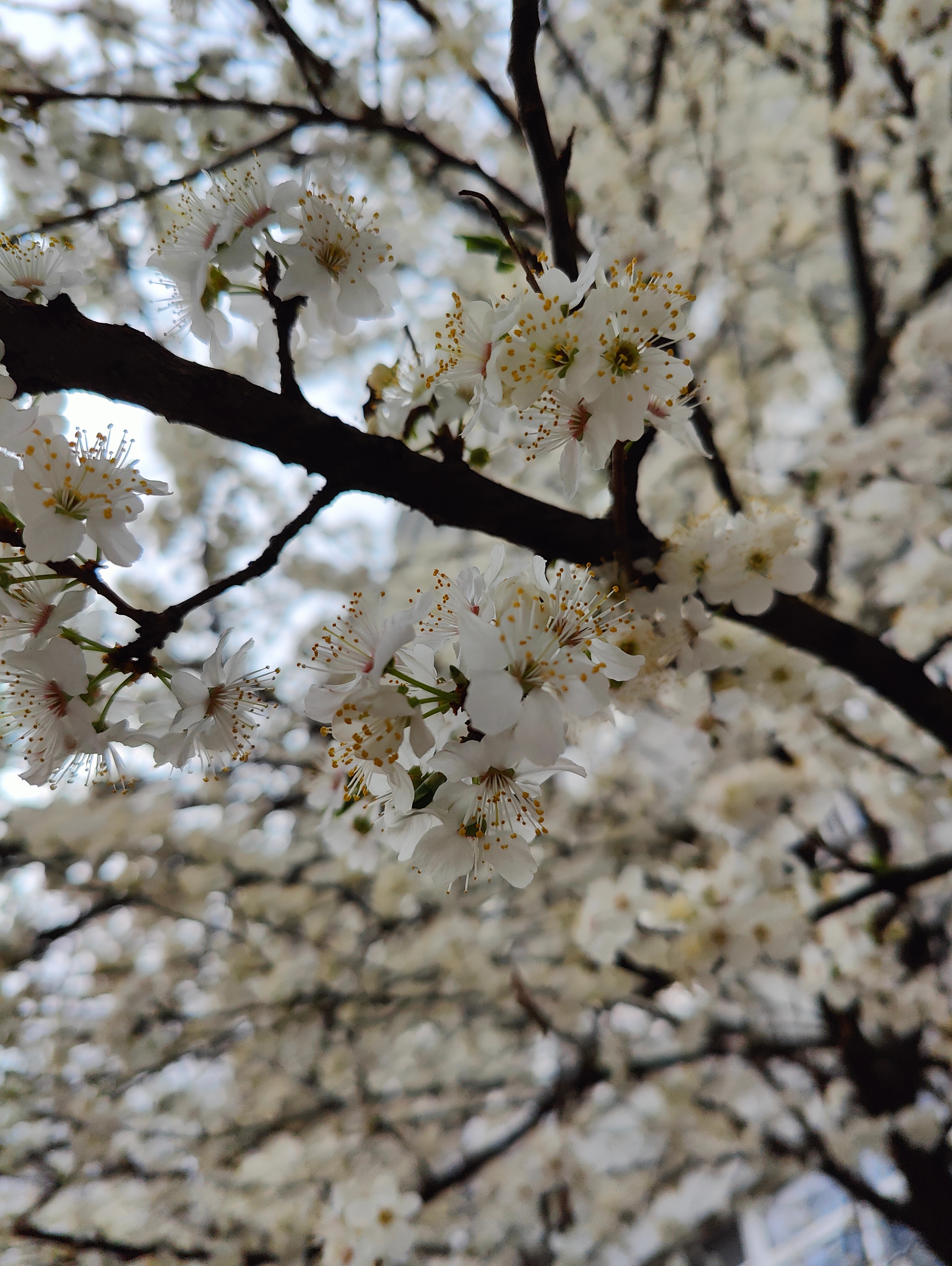 Telefon mobil OnePlus 10 Pro, 256GB, 12GB RAM, 5G, Volcanic Black