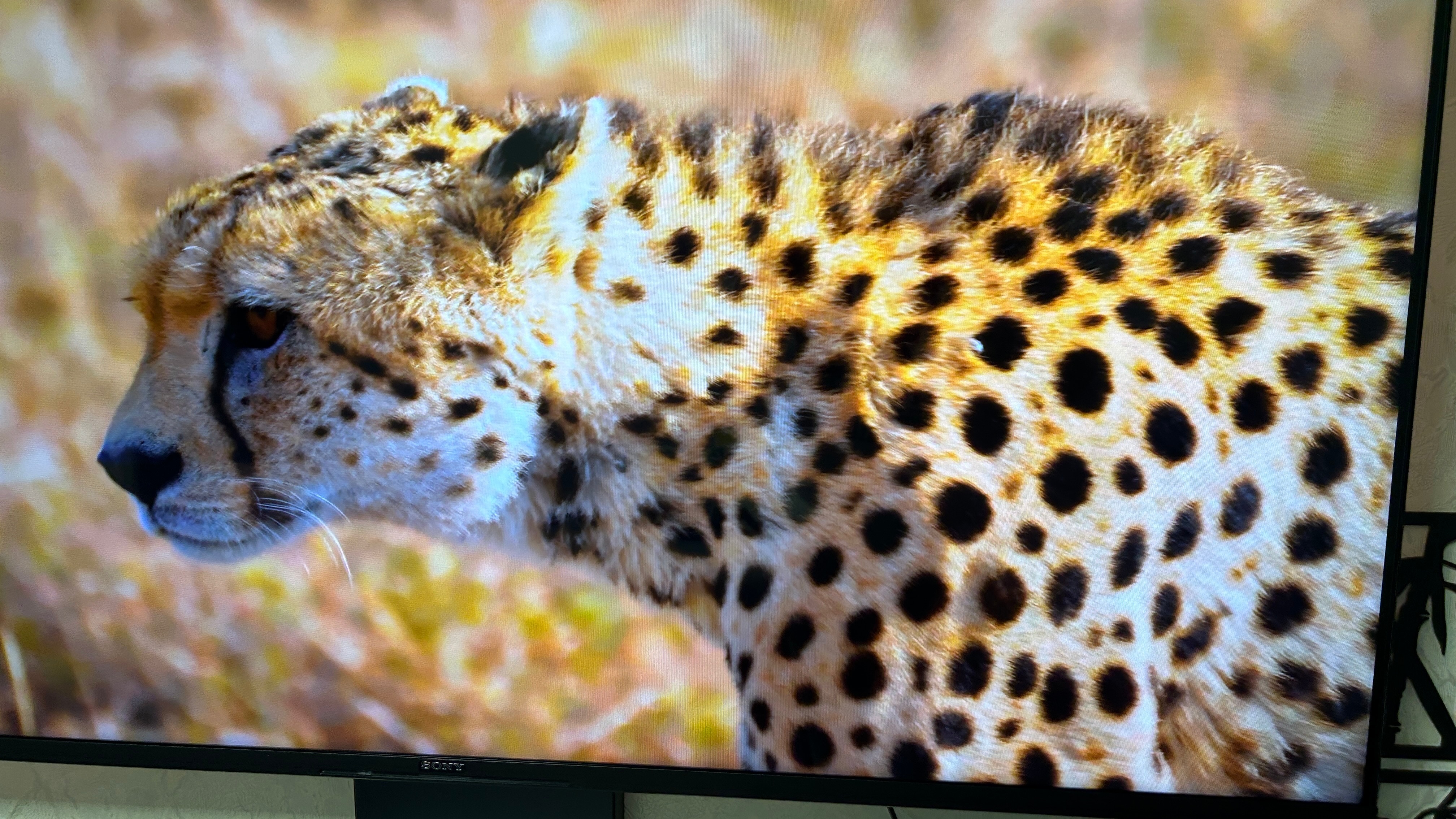 Televizor Sony LED 50X80K, 126 cm, Smart Google TV, 4K Ultra HD, Clasa G