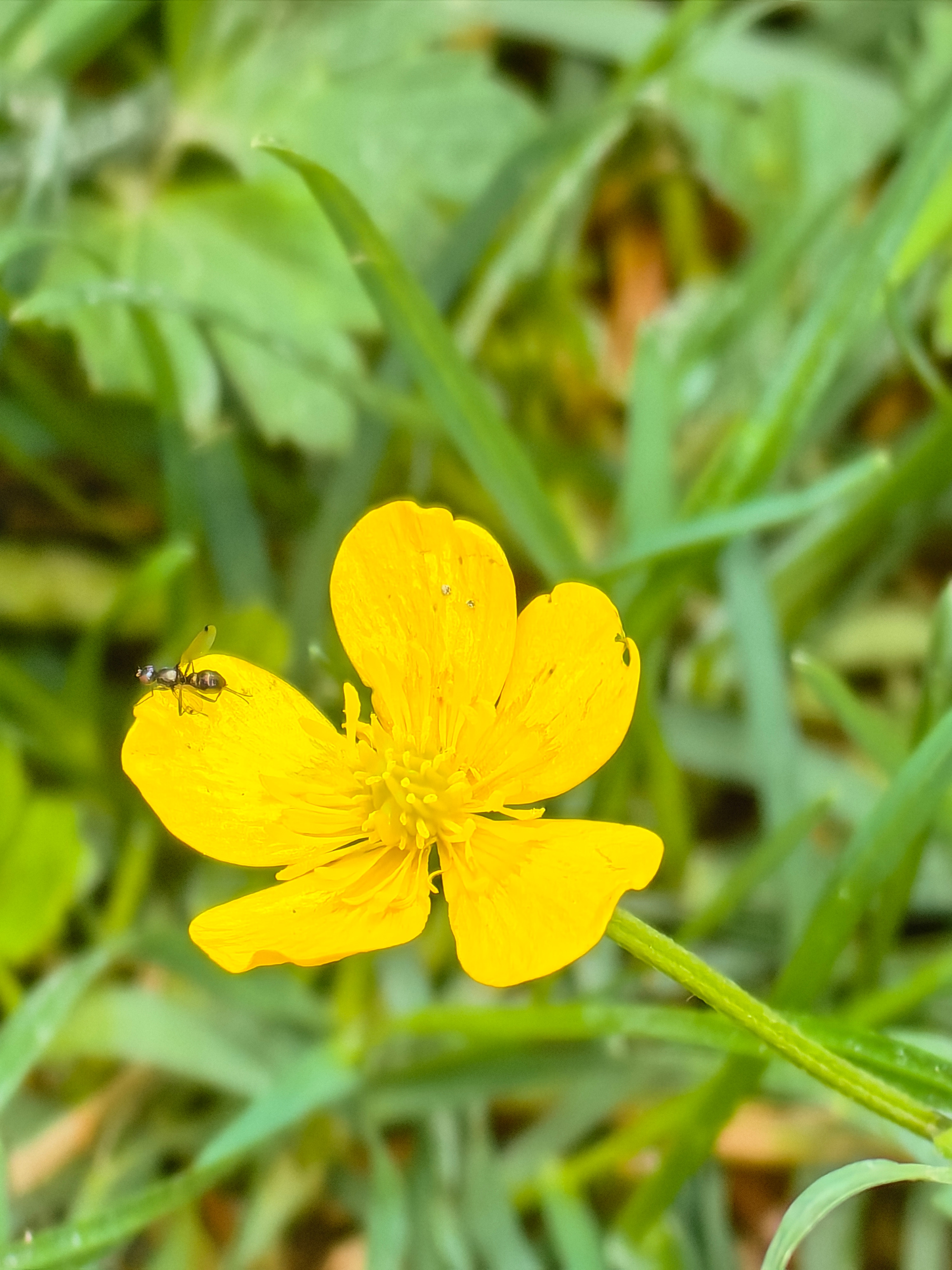 RESIGILAT: Telefon mobil Huawei P60 Pro, Dual SIM, 8GB RAM, 256GB, 4G, Black