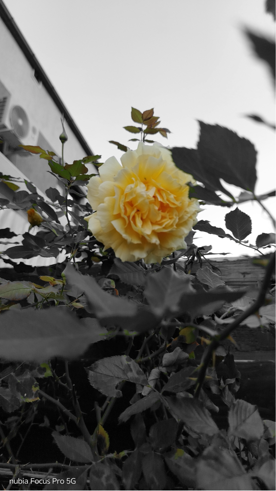 Telefon mobil ZTE nubia Focus PRO, Dual SIM, 256GB, 8GB RAM, 5G, Black