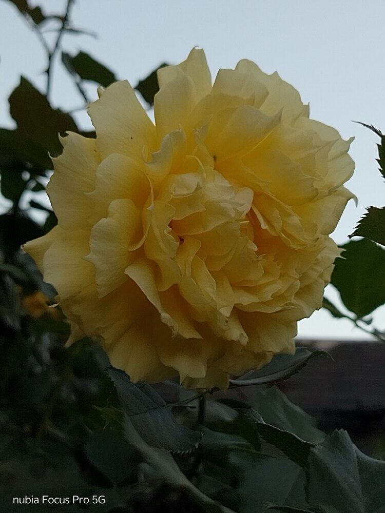 Telefon mobil ZTE nubia Focus PRO, Dual SIM, 256GB, 8GB RAM, 5G, Black