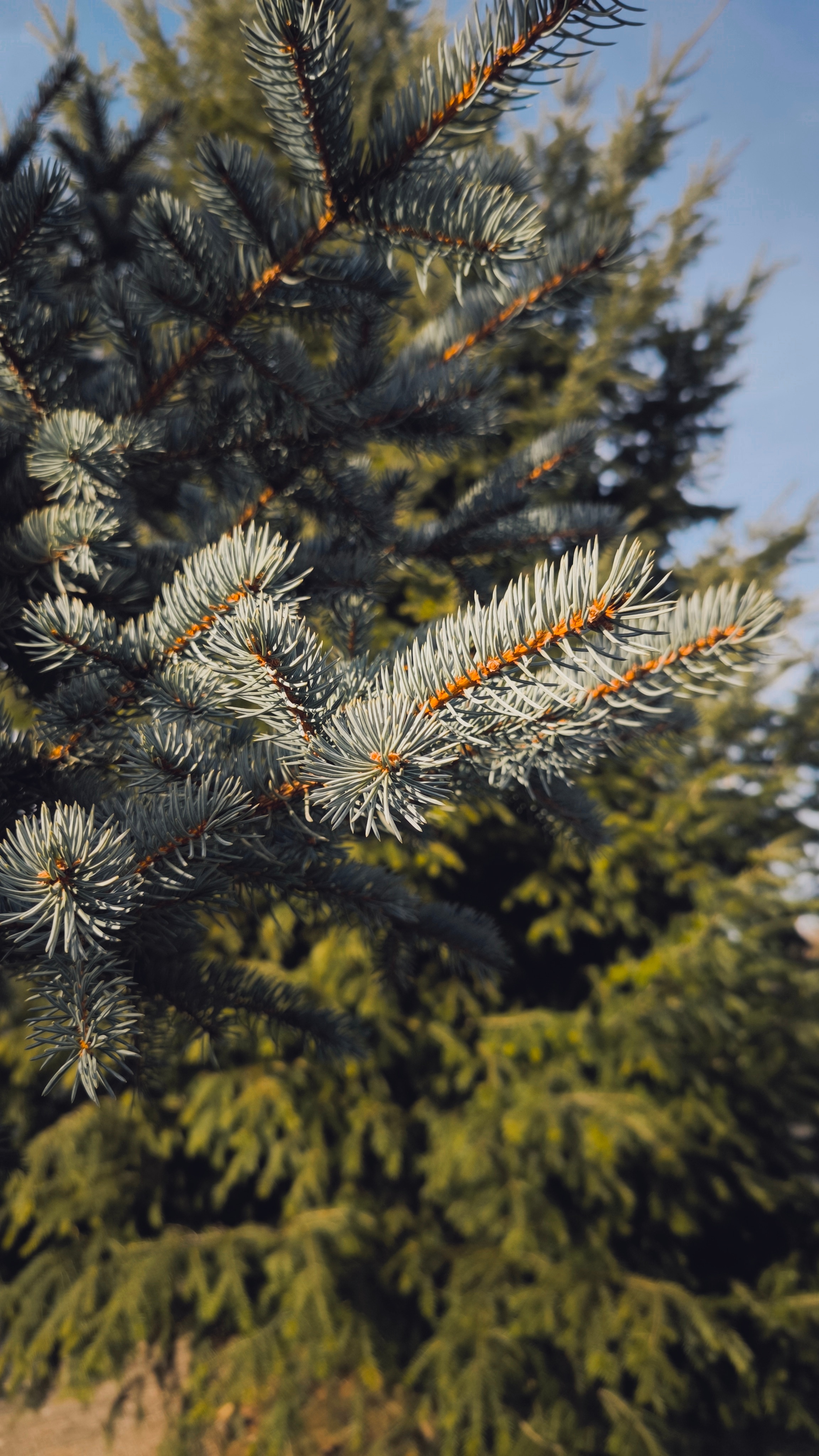 Telefon mobil Xiaomi 13T Pro, Dual SIM, 12GB RAM, 512GB, 5G, Black