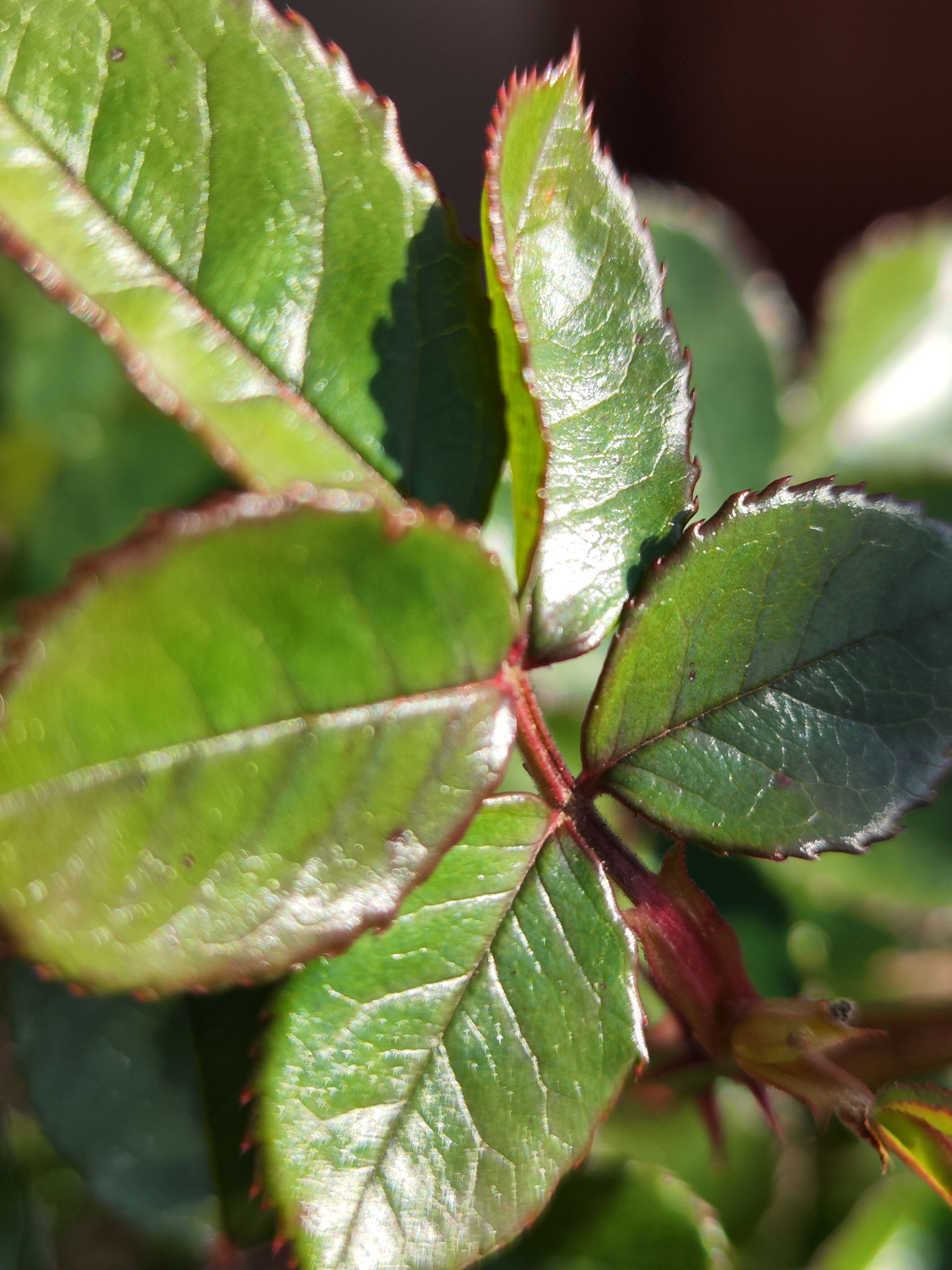 Telefon mobil Xiaomi 12 Pro, Dual SIM, 12GB RAM, 256GB, 5G, Purple