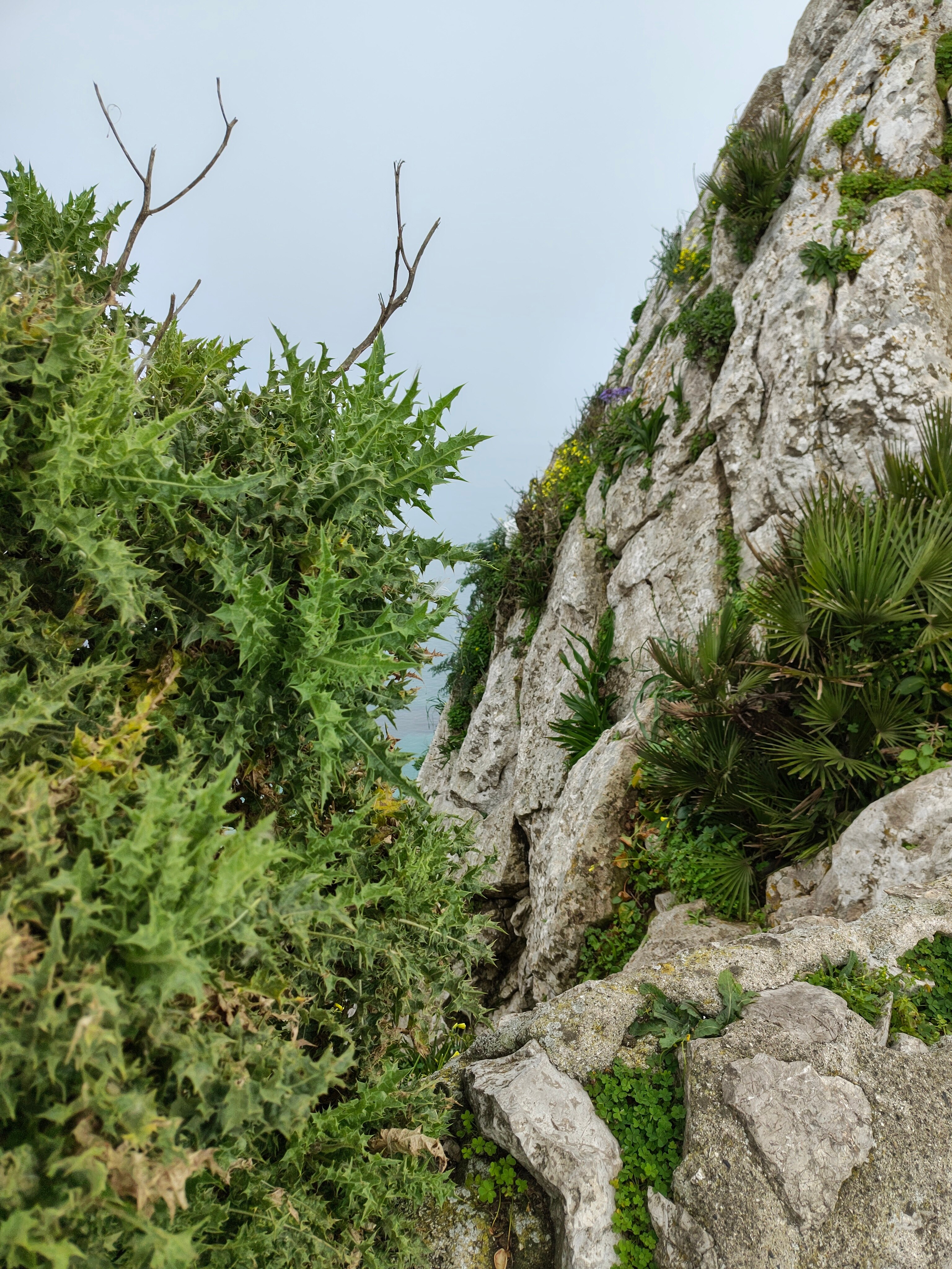 Telefon mobil Motorola Edge 50, Dual SIM, 512GB, 12GB RAM, 5G, Steel Wool