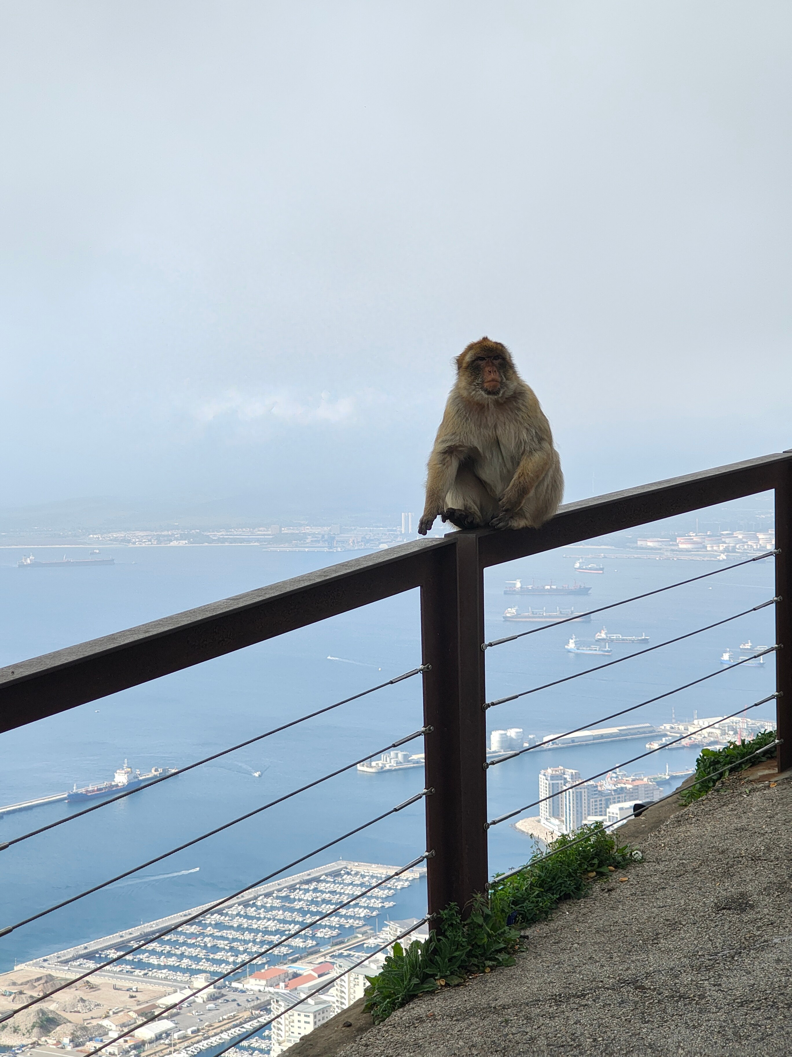 Telefon mobil Motorola Edge 50, Dual SIM, 512GB, 12GB RAM, 5G, Steel Wool