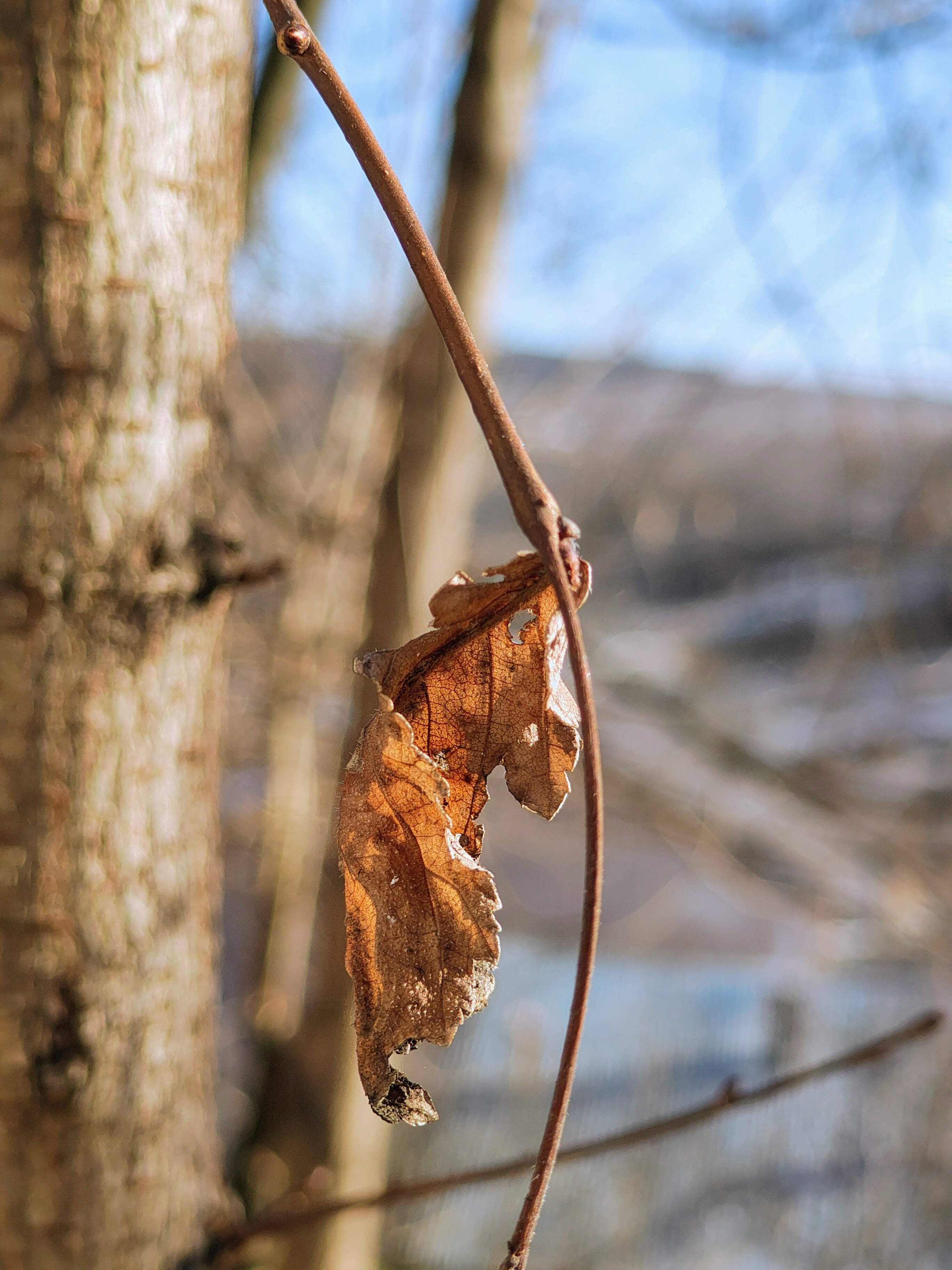 Telefon mobil Motorola Edge 50, Dual SIM, 512GB, 12GB RAM, 5G, Steel Wool