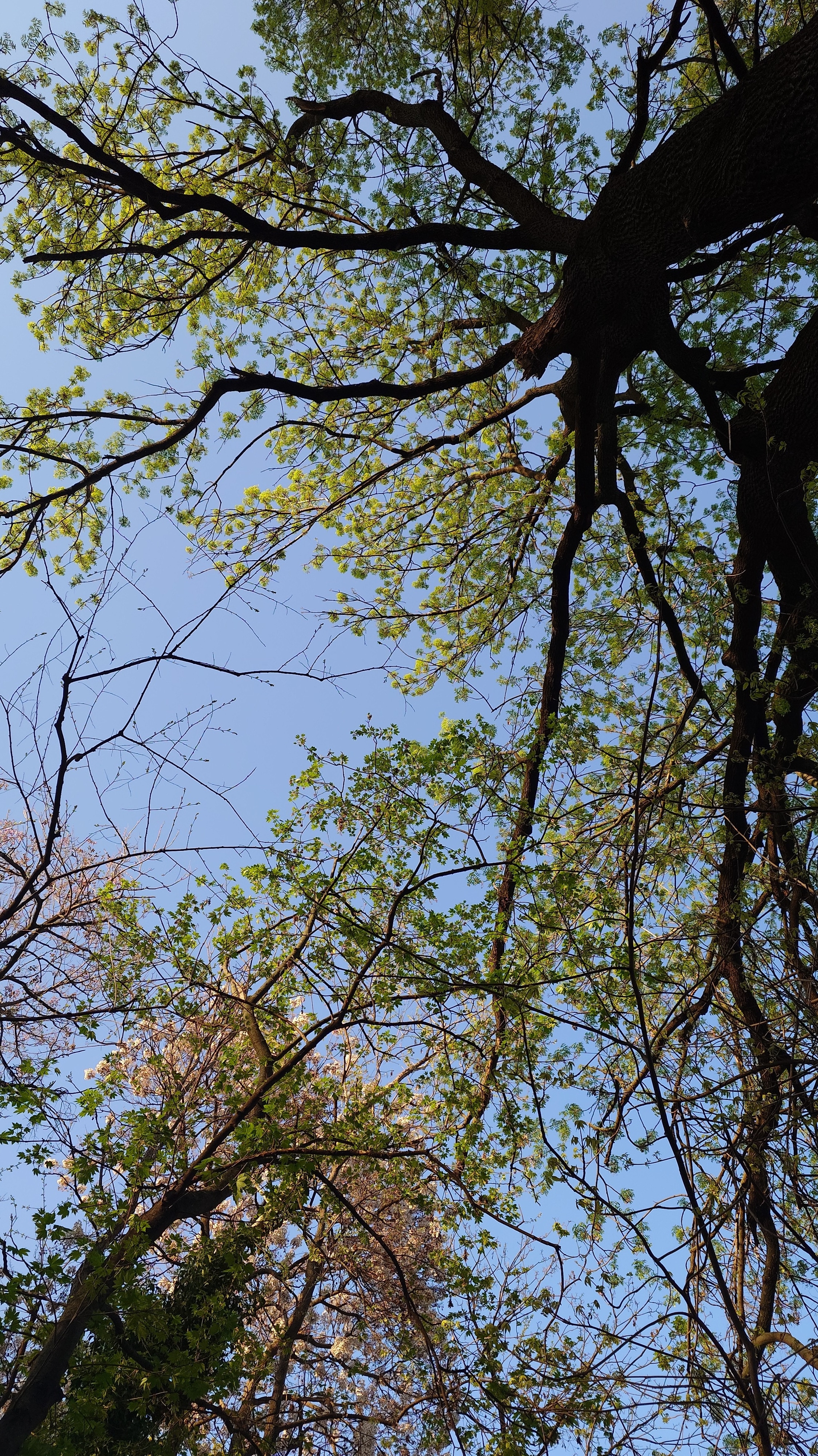 RESIGILAT: Telefon mobil Sony Xperia 1 VI, Dual SIM, 12GB RAM, 512GB, 5G, Red