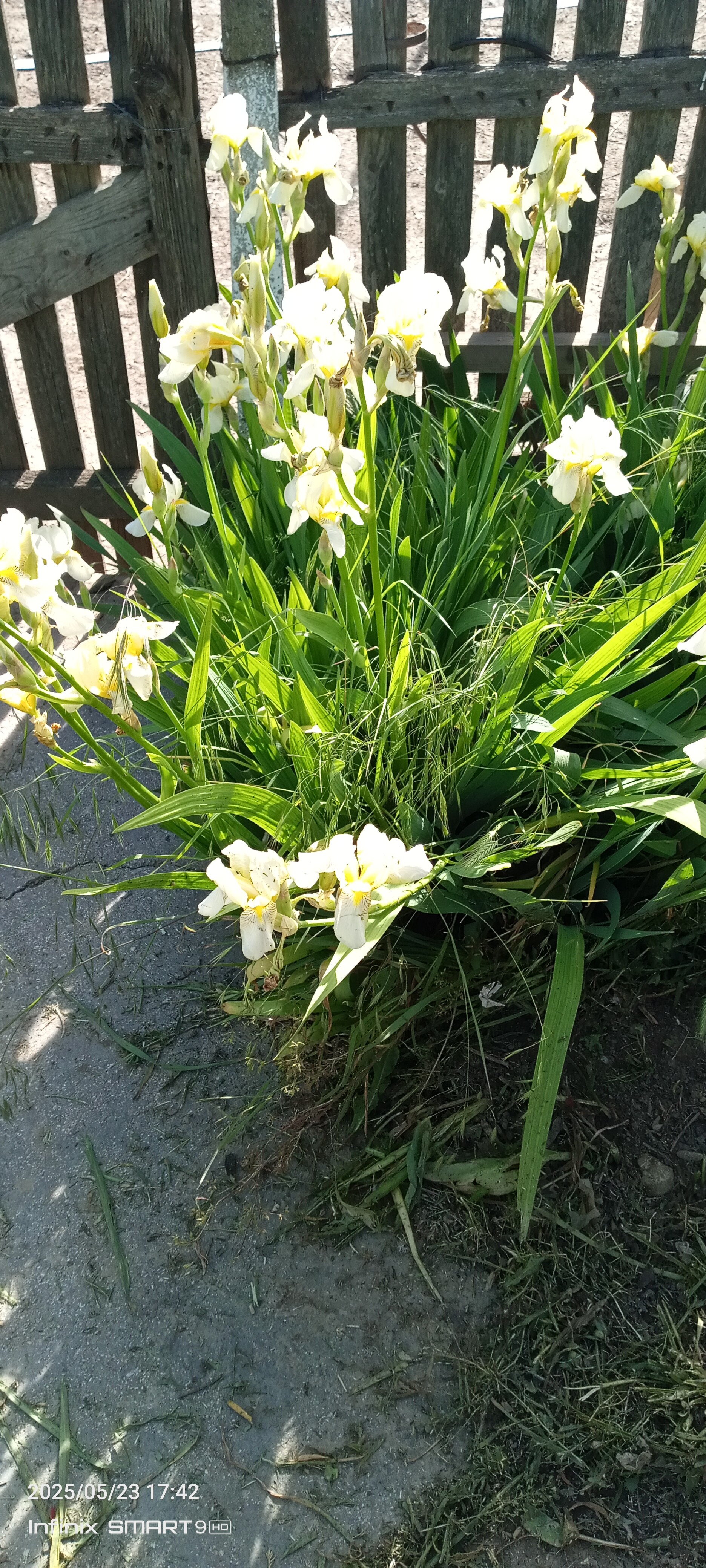 Telefon mobil INFINIX SMART 9 HD, 4GB, 64GB, 4G, METALLIC BLACK