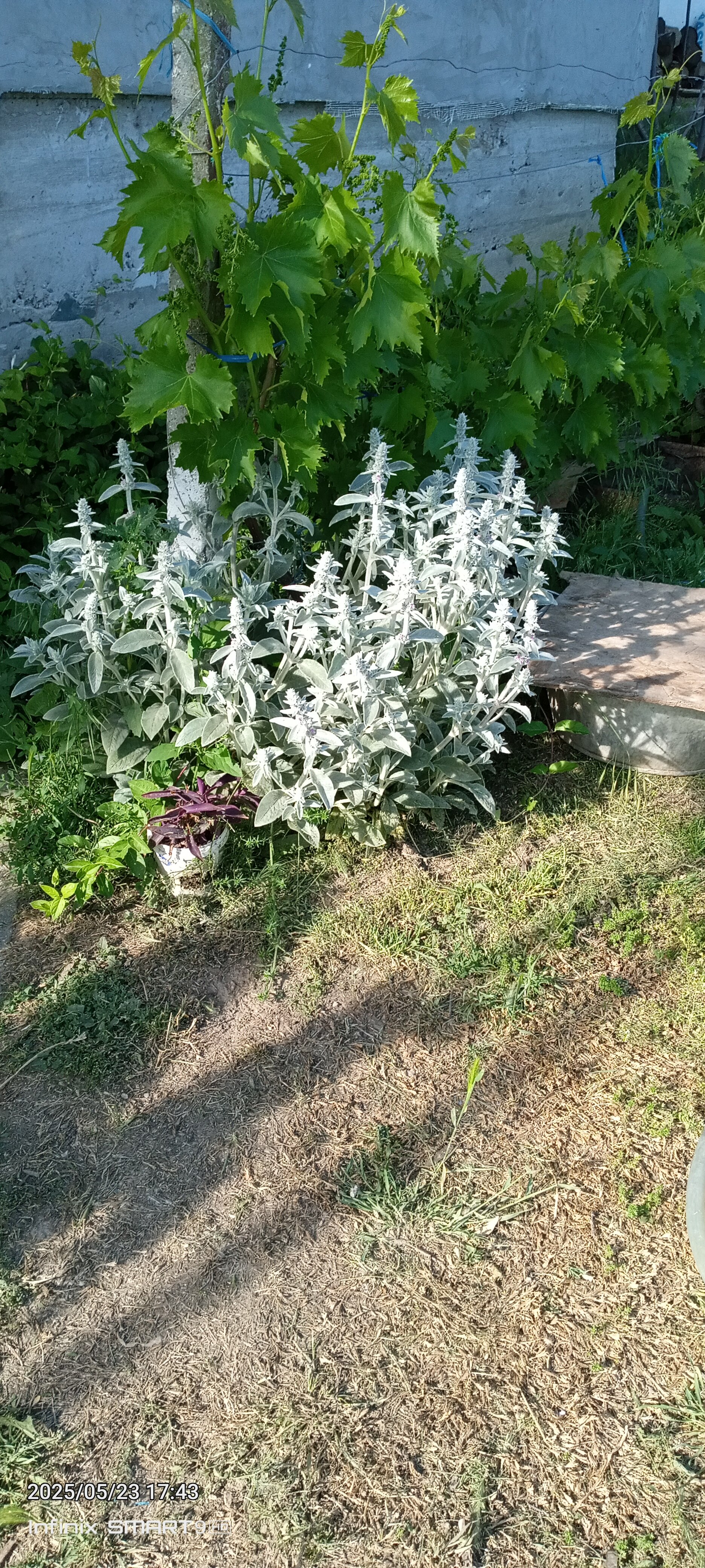 Telefon mobil INFINIX SMART 9 HD, 4GB, 64GB, 4G, METALLIC BLACK