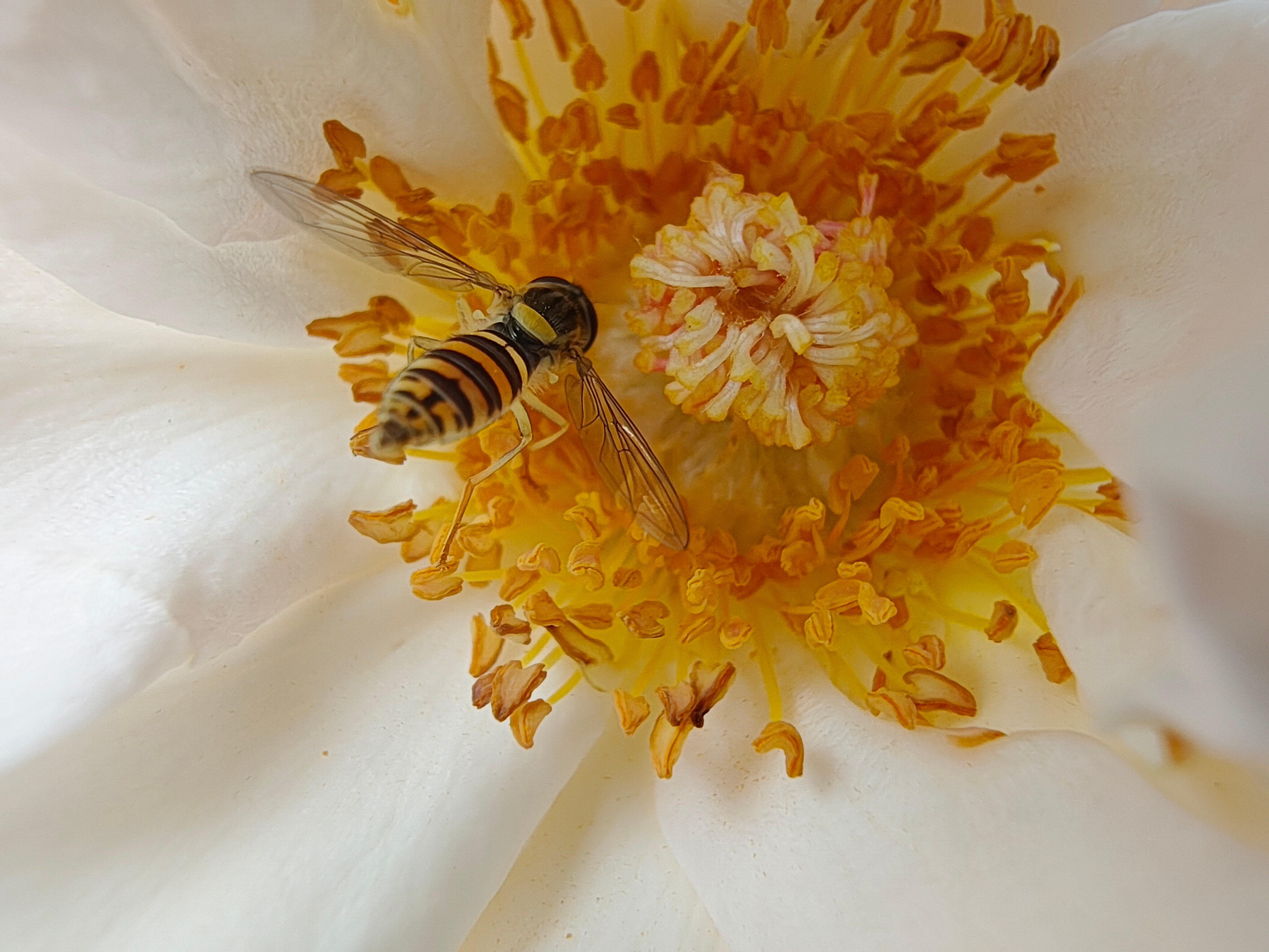 Telefon mobil Motorola Edge 50 Ultra, Dual SIM, 1TB, 16GB RAM, 5G, Peach Fuzz