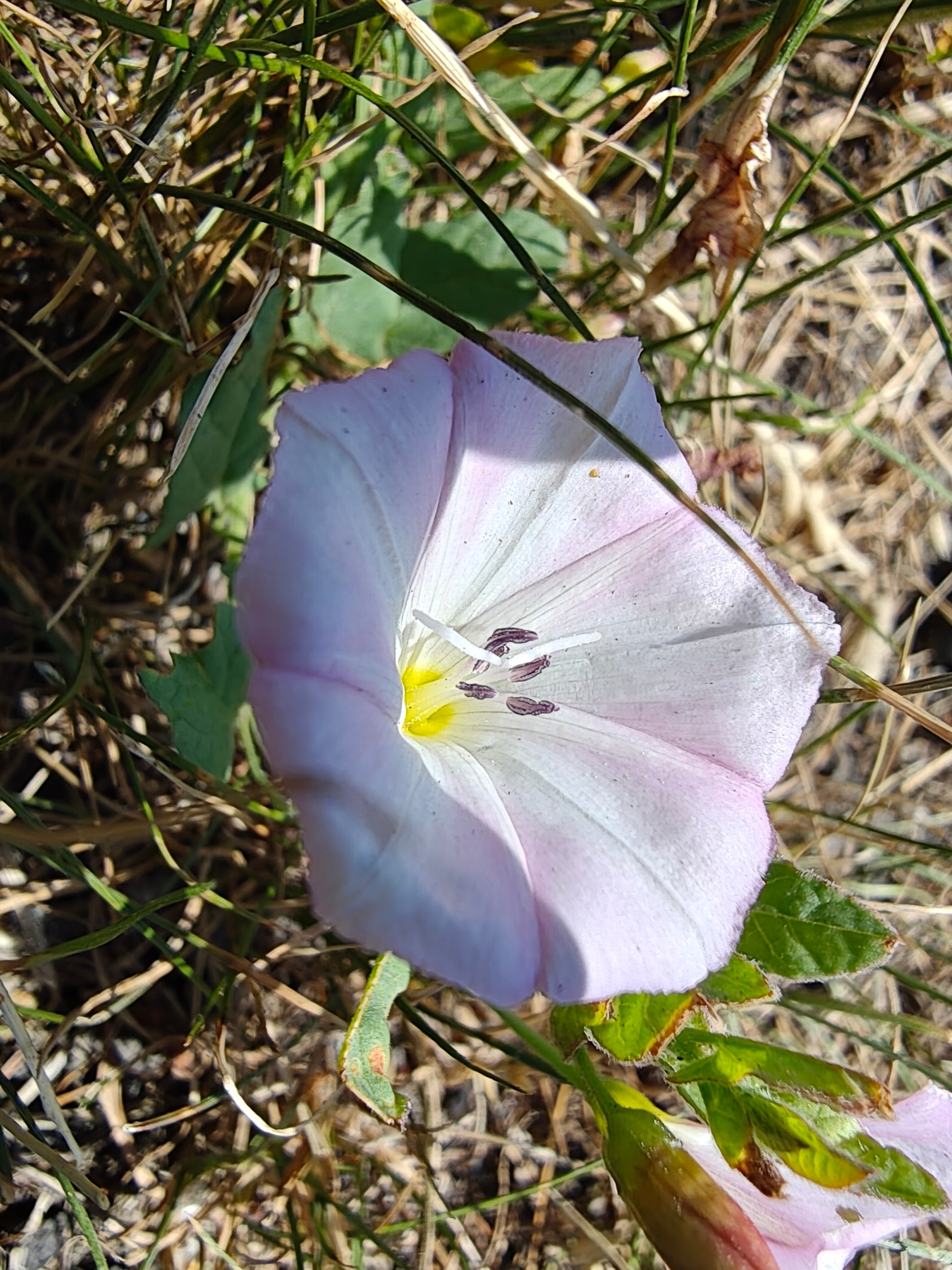 Telefon mobil Motorola Edge 50 Ultra, Dual SIM, 1TB, 16GB RAM, 5G, Peach Fuzz