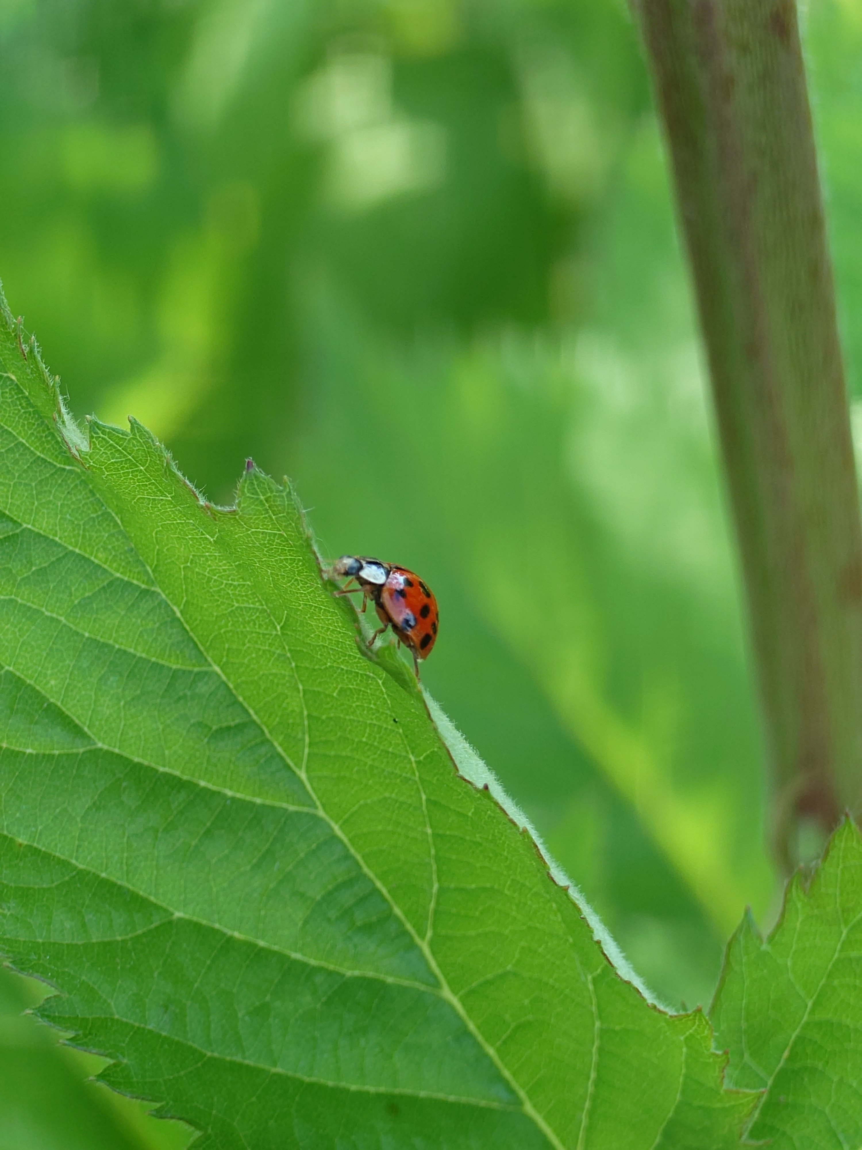 RESIGILAT: Telefon mobil Sony Xperia 1 VI, Dual SIM, 12GB RAM, 512GB, 5G, Red