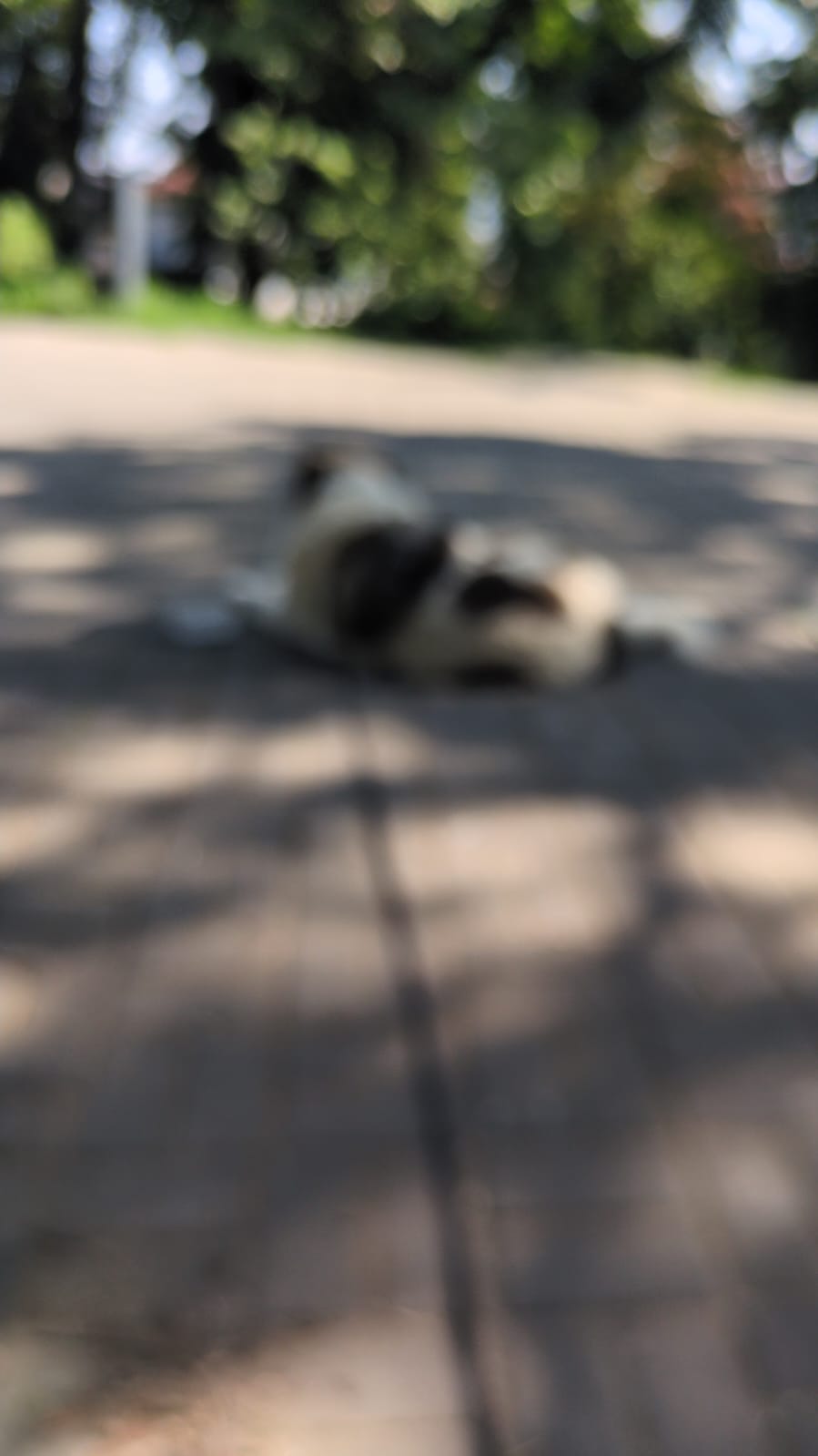 Telefon mobil Google Pixel 8a, 128GB, 8GB RAM, 5G, Obsidian