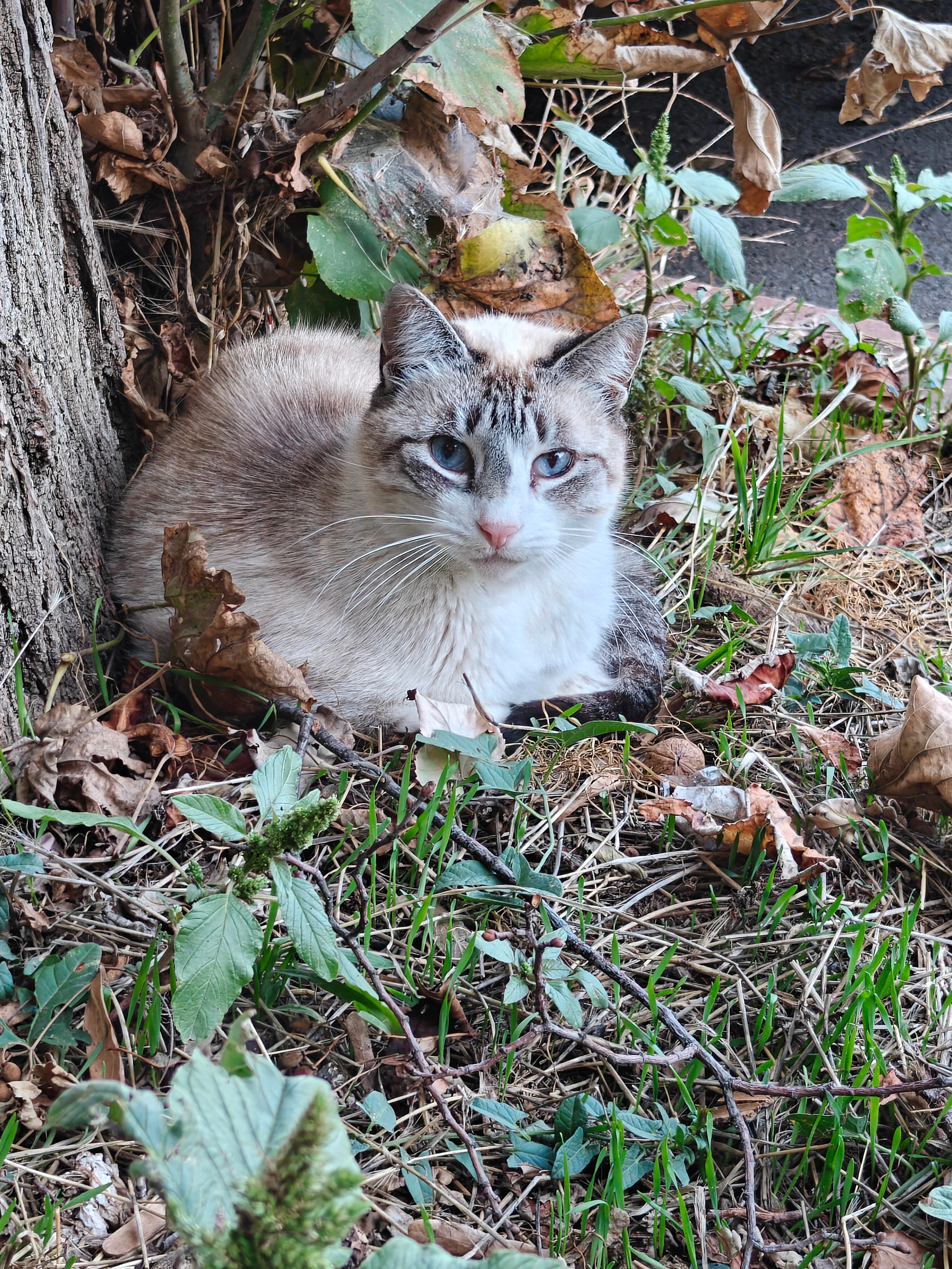 Telefon OnePlus 13R, Dual SIM, 12GB RAM, 256GB, 5G, Nebula Noir