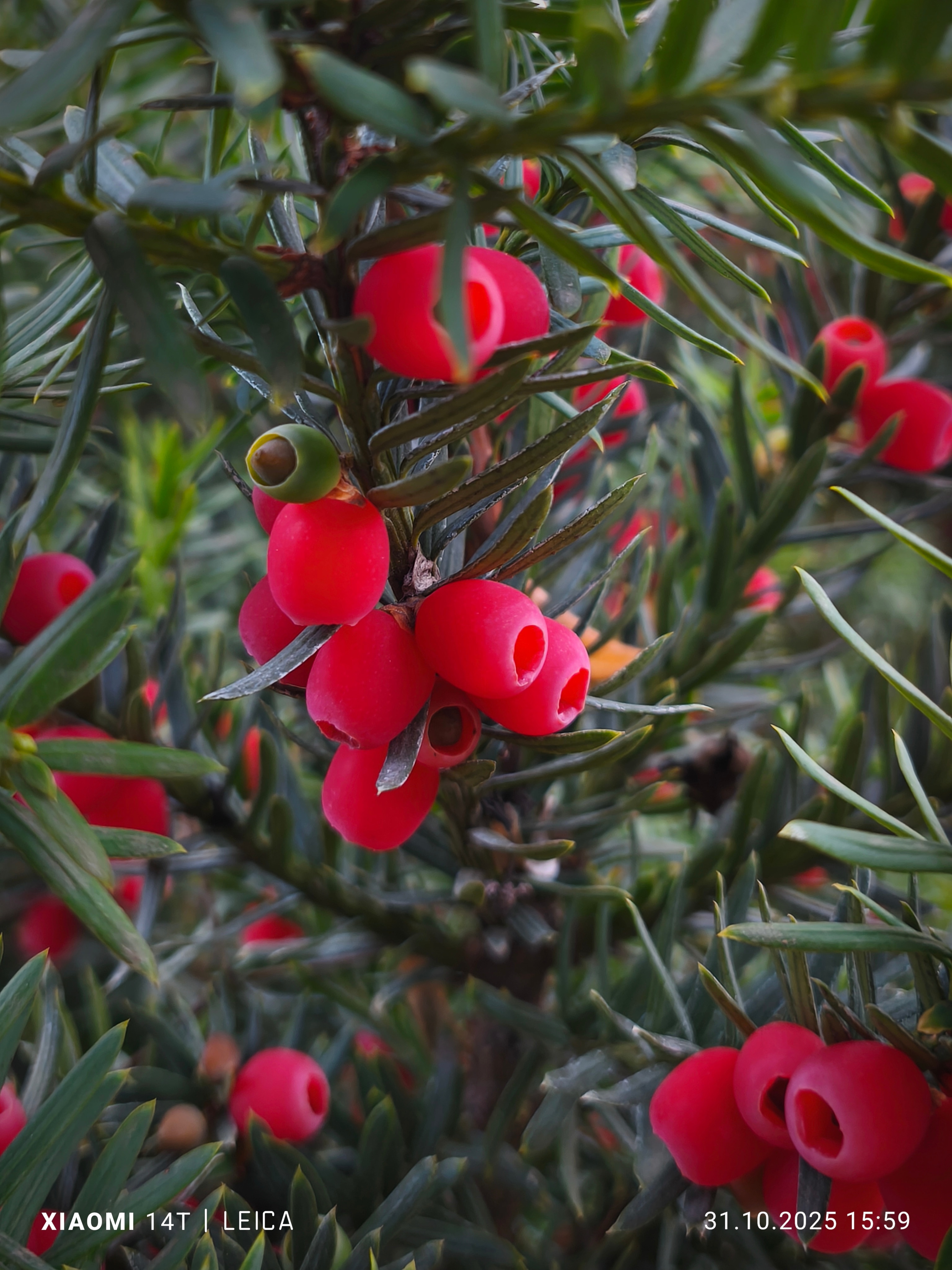 Telefon mobil Xiaomi 14T, 12GB RAM, 256GB, 5G, Titan Black