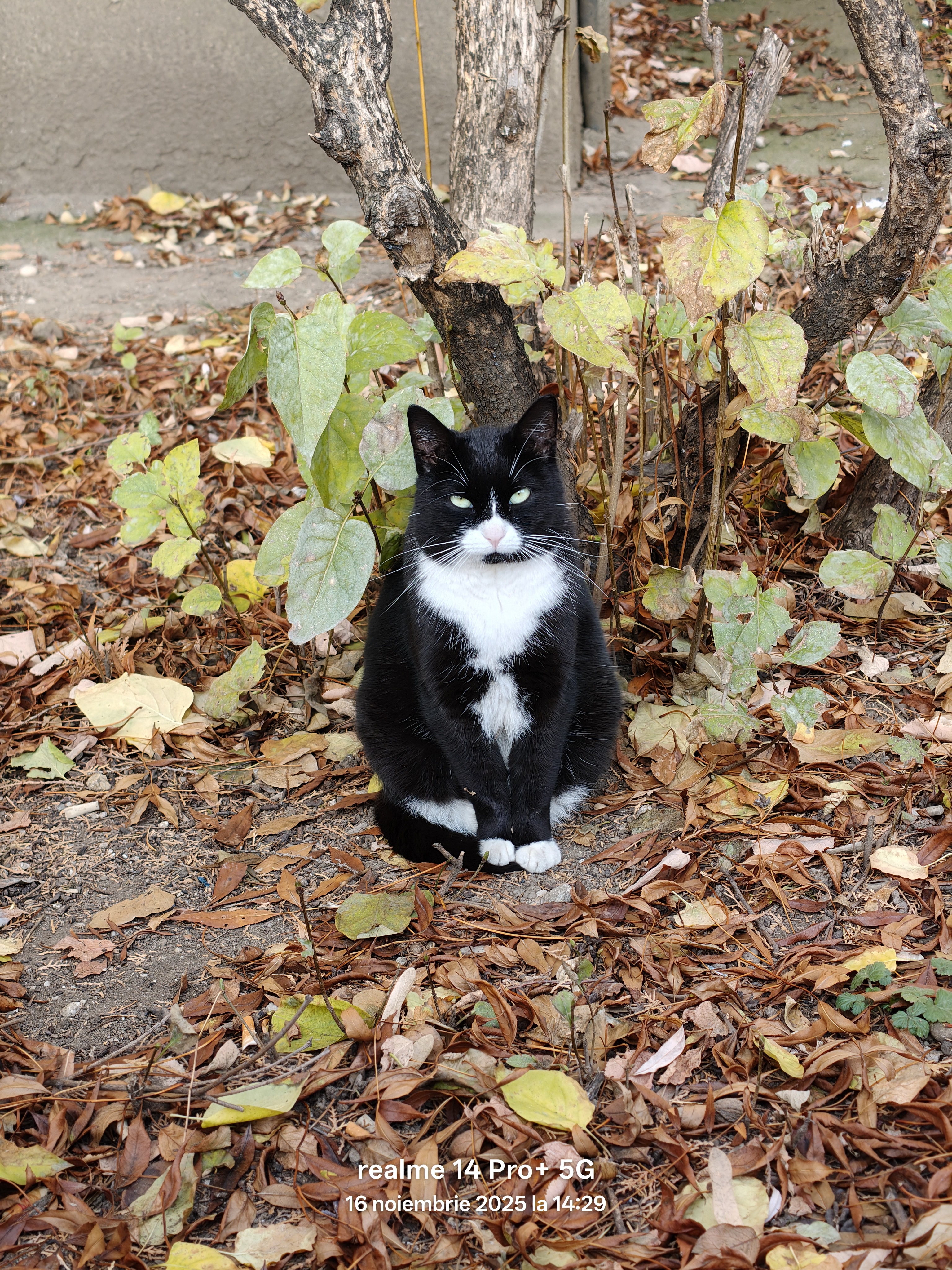 Telefon mobil realme 14 Pro+ 5G, Dual SIM, 512GB, 12GB RAM, Pearl White