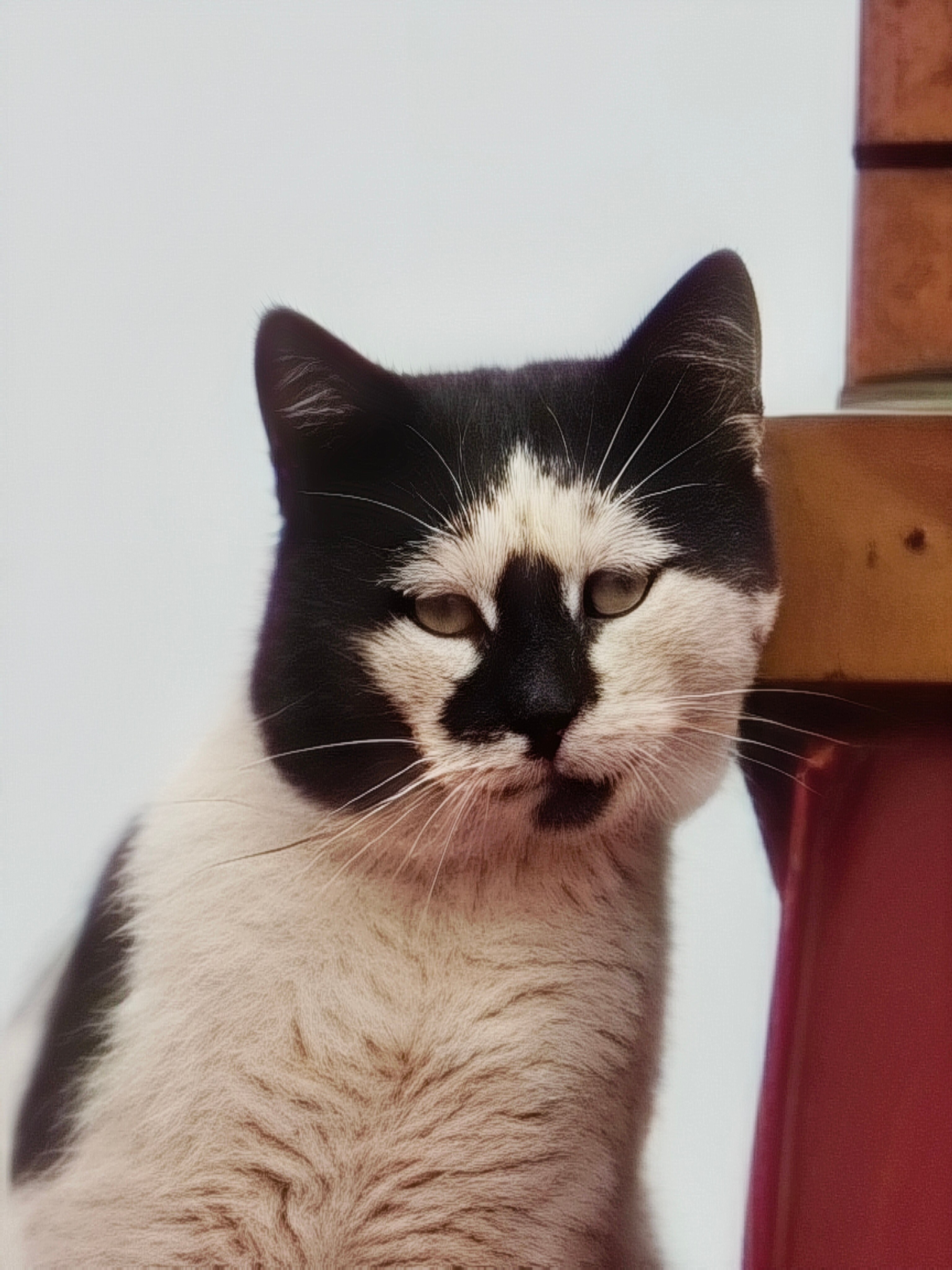 Telefon mobil Nothing Phone (3), 256GB, 12GB RAM, 5G, White