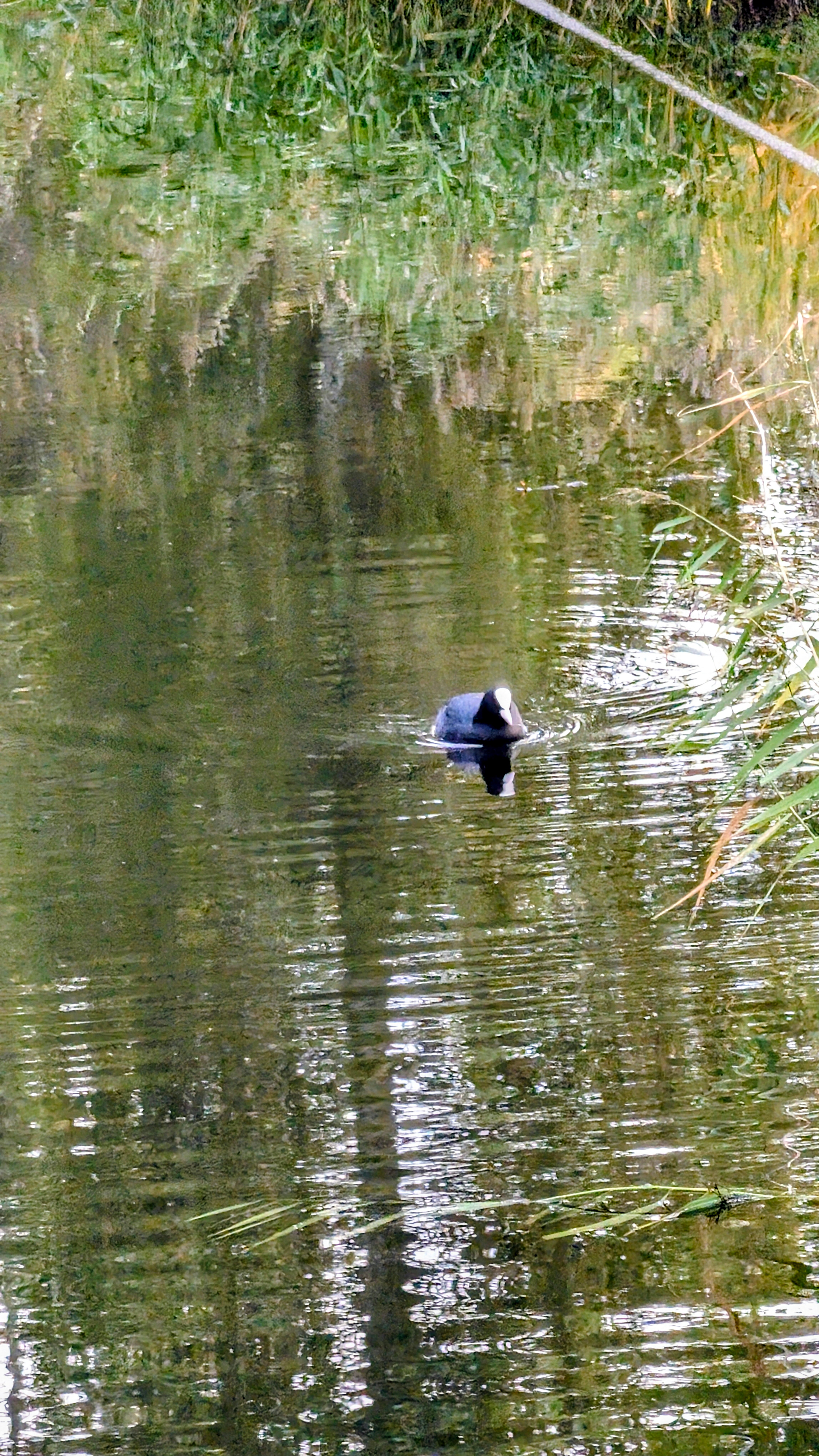 Telefon mobil Google Pixel 10 Pro, 256GB, 16GB RAM, 5G, Porcelain