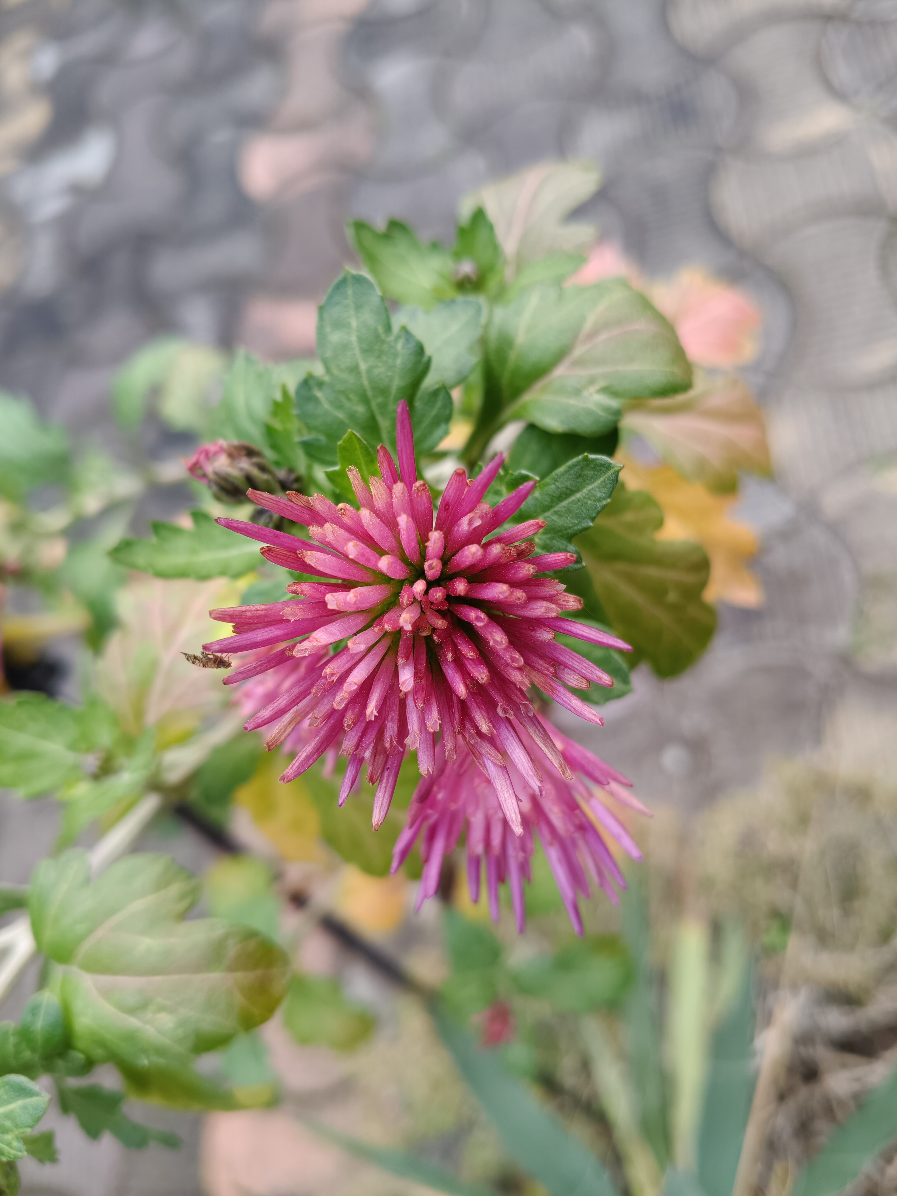 Telefon mobil Realme 14 Pro, 12GB RAM, 512GB, 5G, Suede Grey