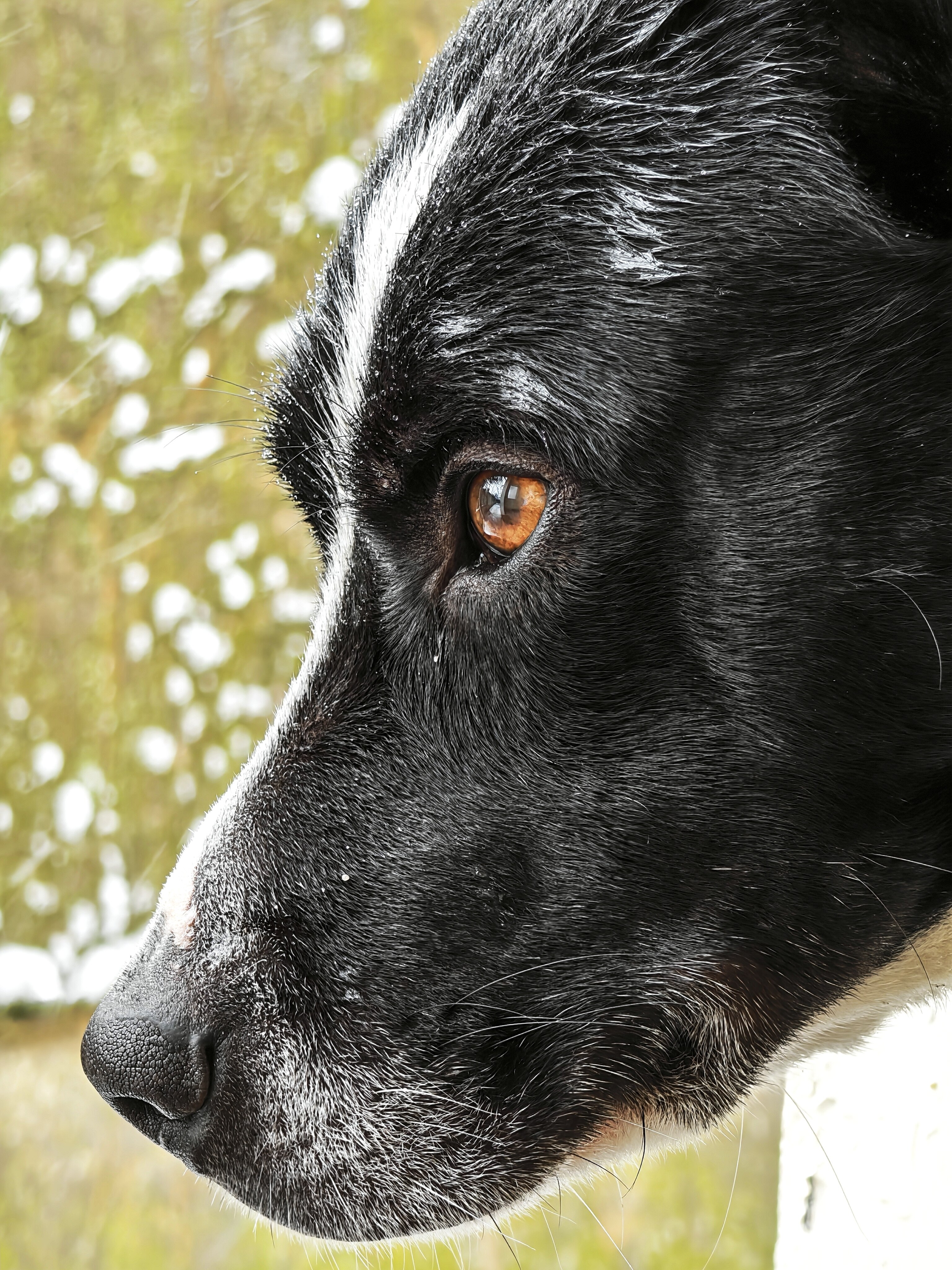 Telefon mobil HONOR Magic 7 Pro, Dual SIM, 12GB RAM, 512GB, Black