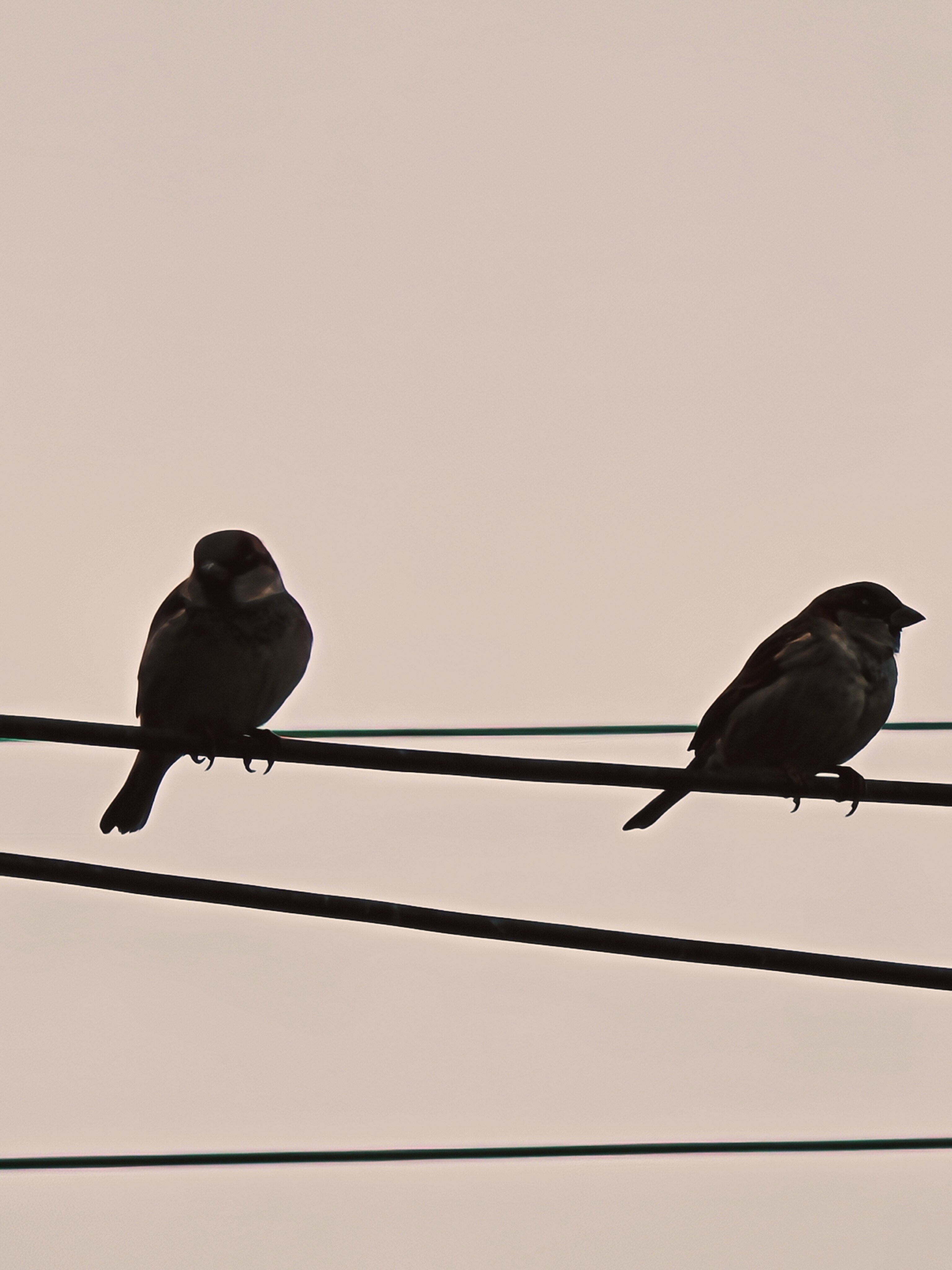 Telefon mobil HONOR Magic 7 Pro, Dual SIM, 12GB RAM, 512GB, Black