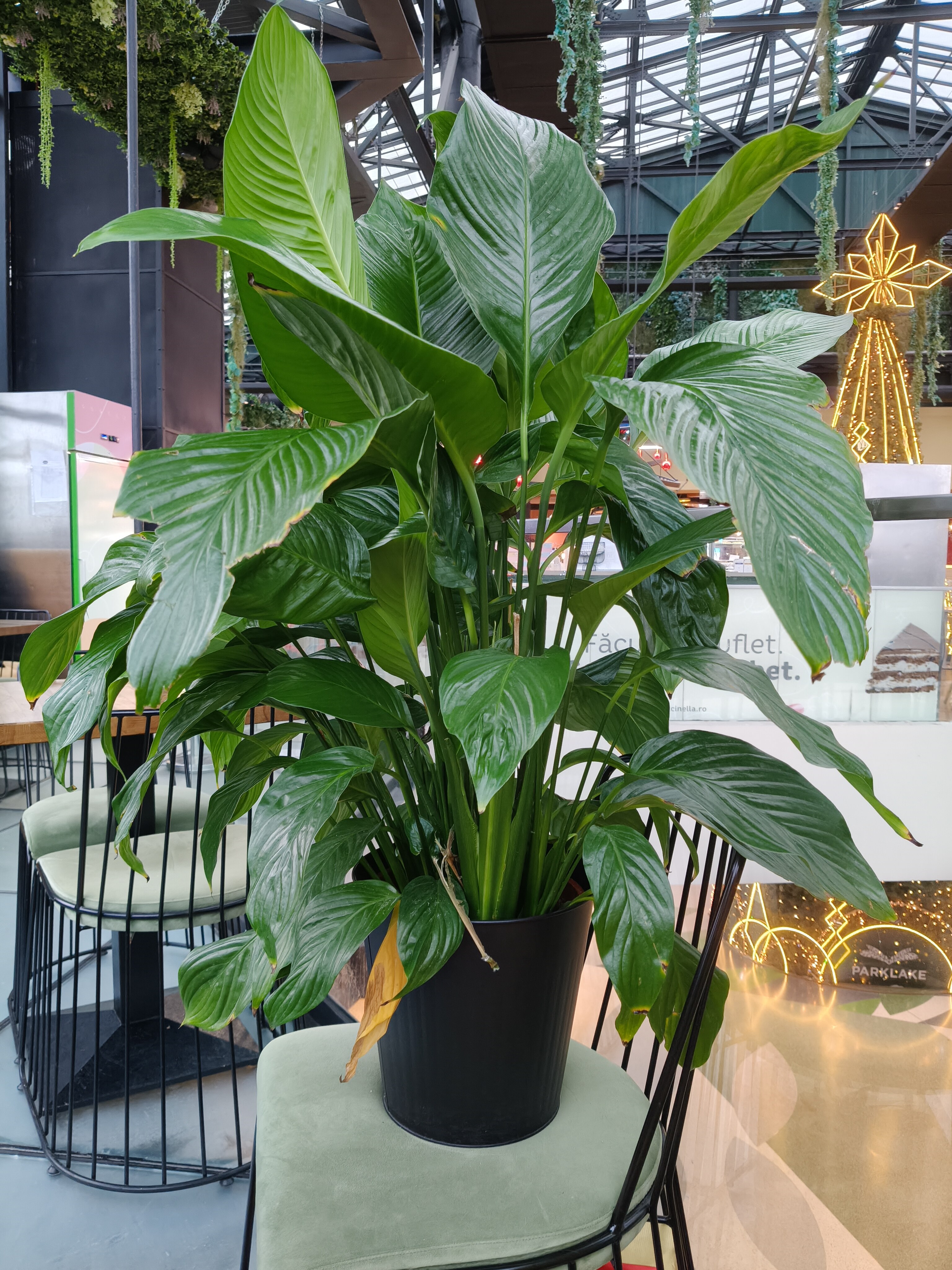 Telefon mobil realme 14 Pro 5G, Dual SIM, 256GB, 8GB RAM, Pearl White