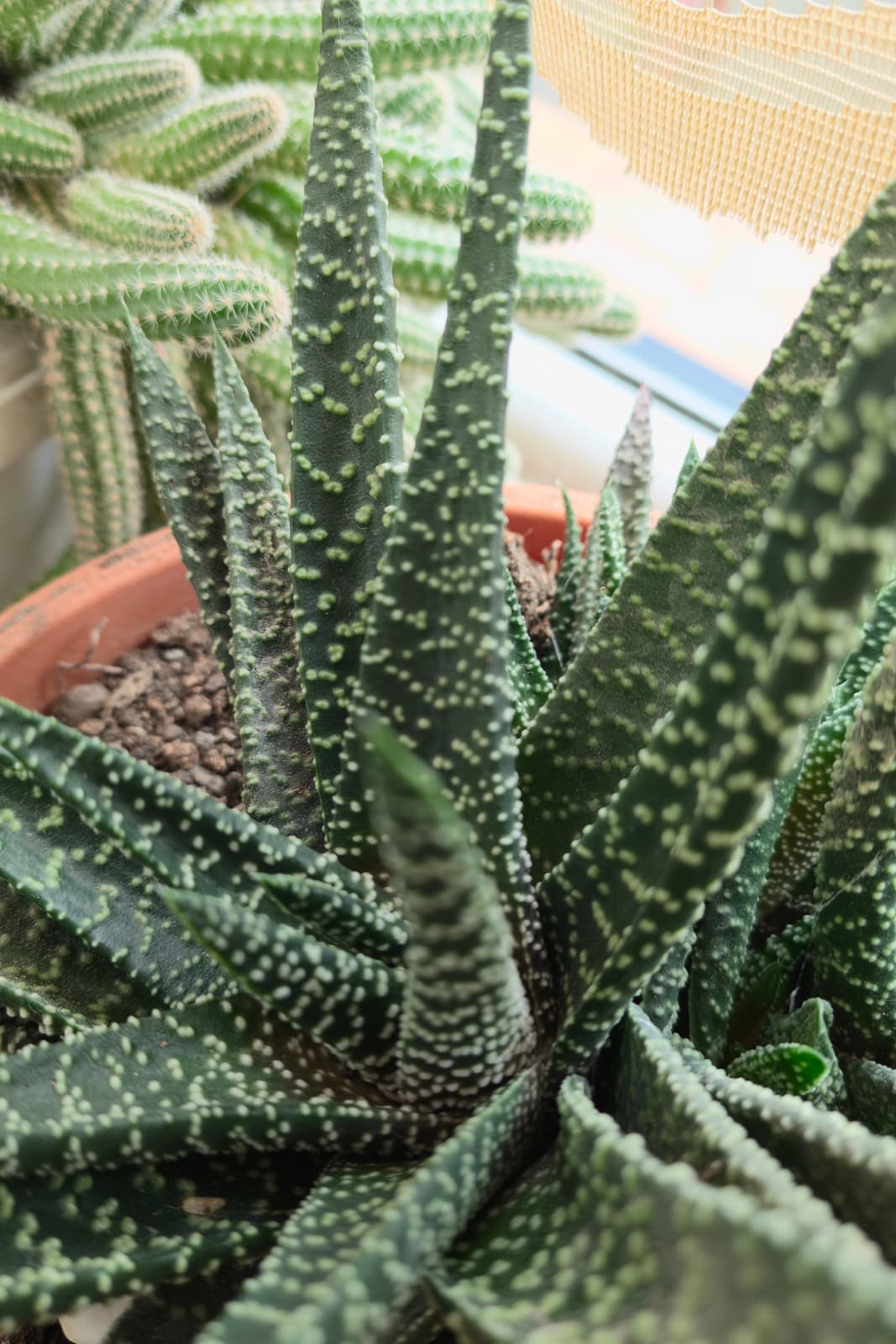 Telefon mobil realme GT 8 Pro, 512GB, 16GB RAM, 5G, Urban Blue