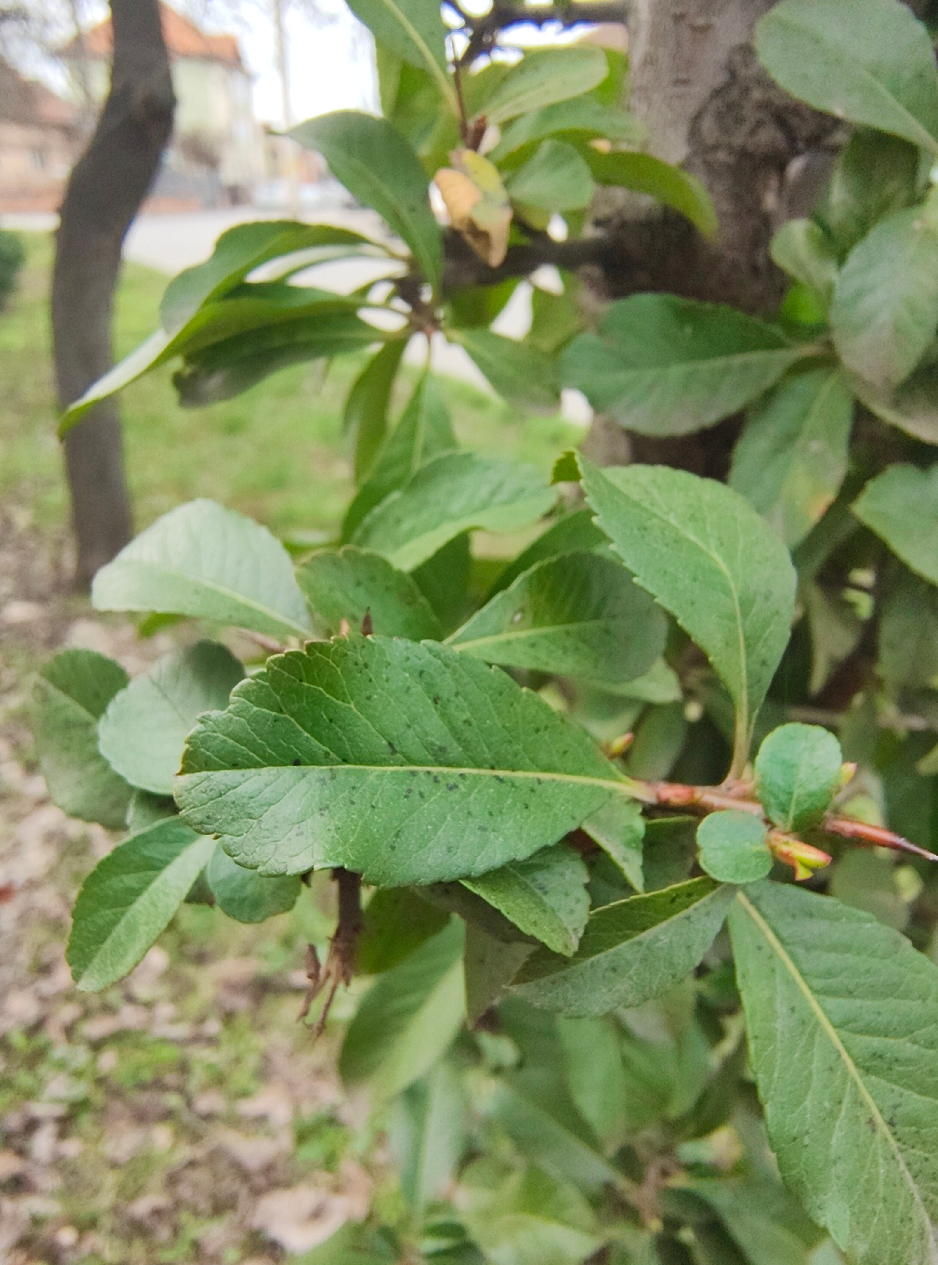 Telefon mobil Motorola Edge 50 Pro, Dual SIM, 512GB, 12GB RAM, 5G, Luxe Lavender