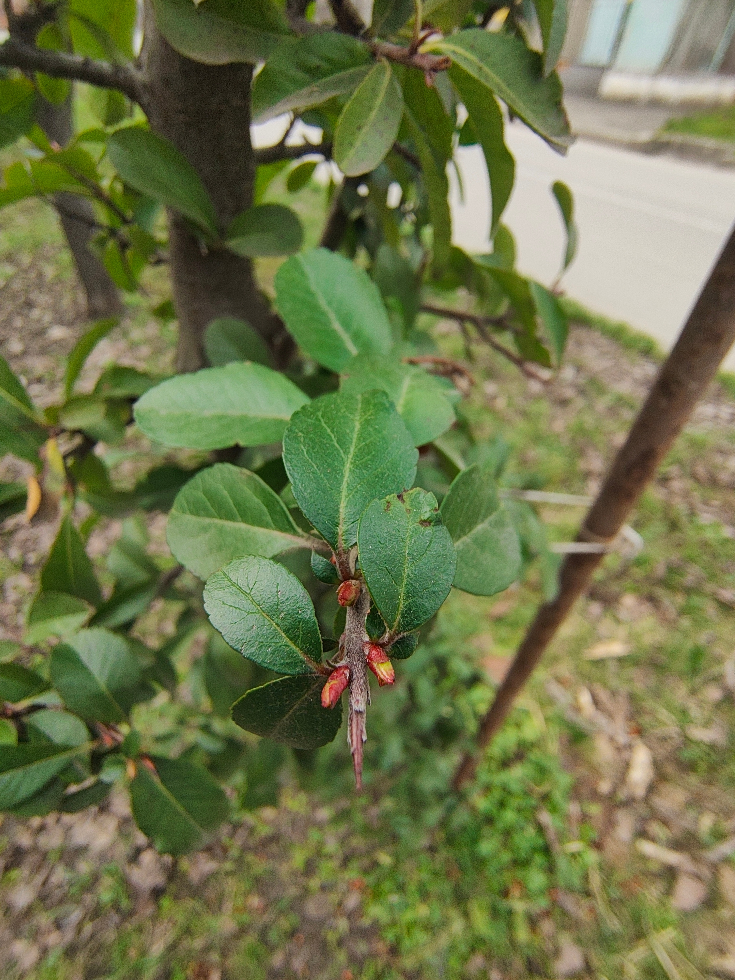 Telefon mobil Motorola Edge 50 Pro, Dual SIM, 512GB, 12GB RAM, 5G, Luxe Lavender