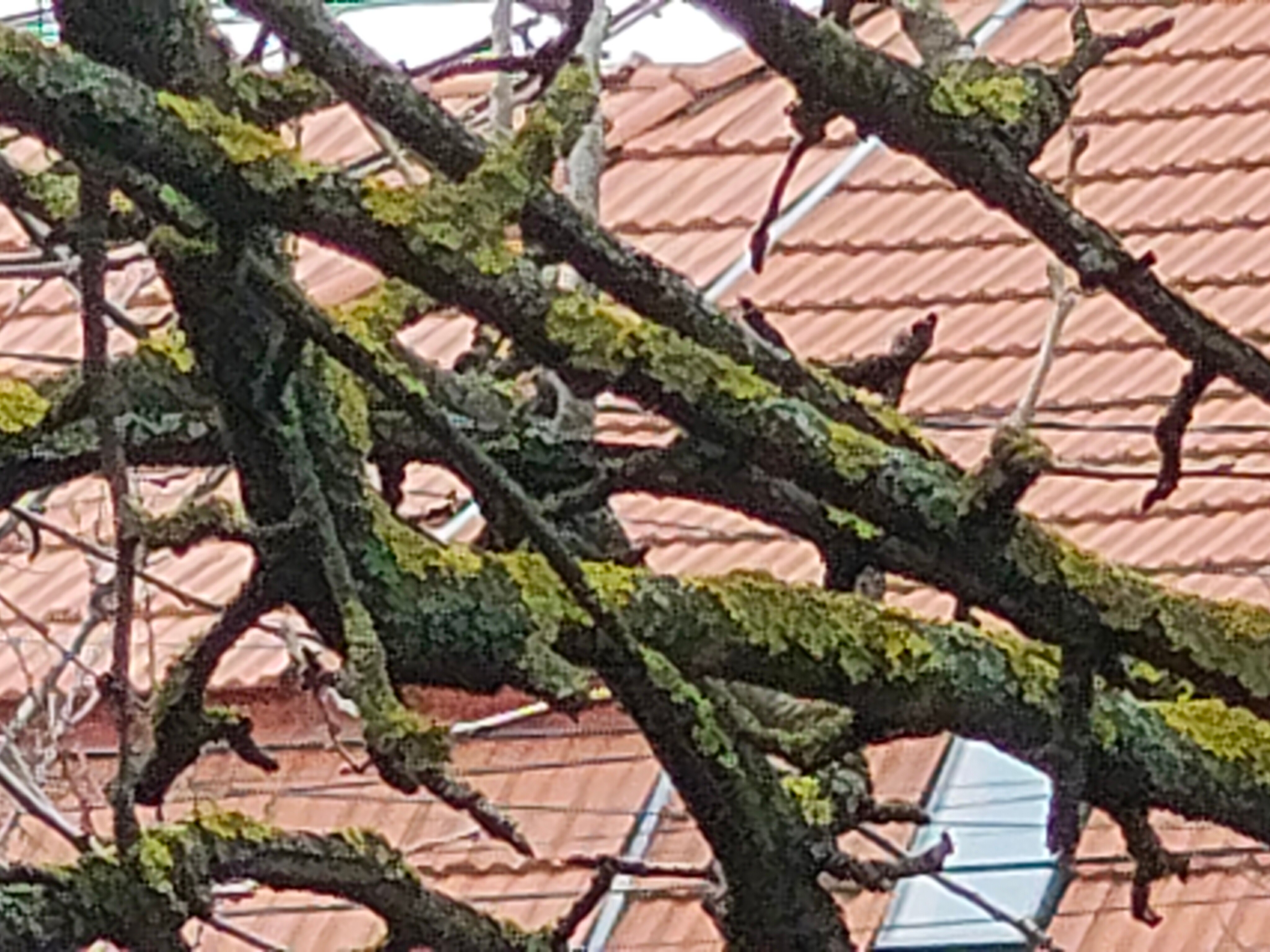 Telefon mobil Motorola Edge 50 Pro, Dual SIM, 512GB, 12GB RAM, 5G, Luxe Lavender