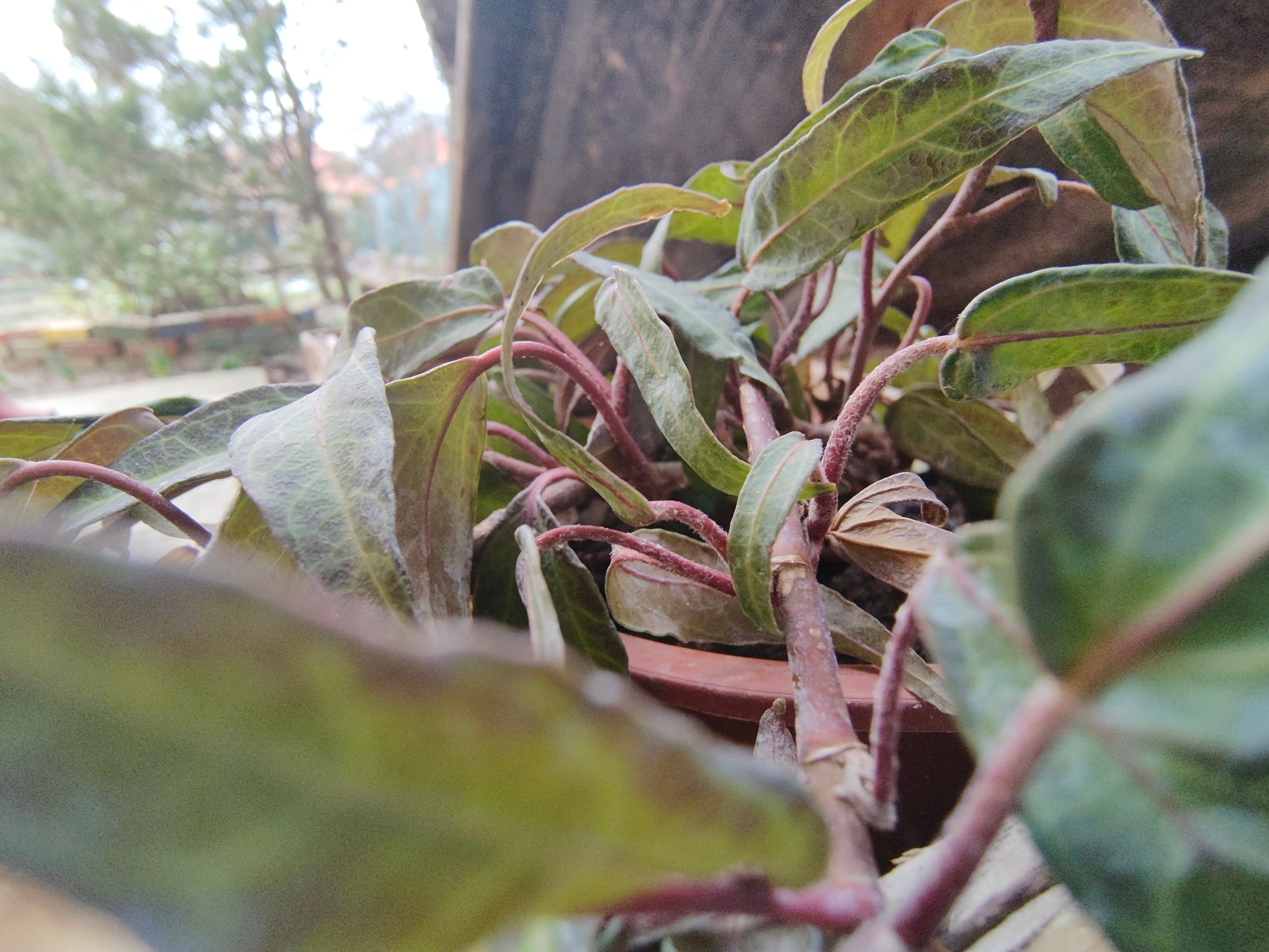 Telefon mobil Motorola Edge 50 Pro, Dual SIM, 512GB, 12GB RAM, 5G, Luxe Lavender