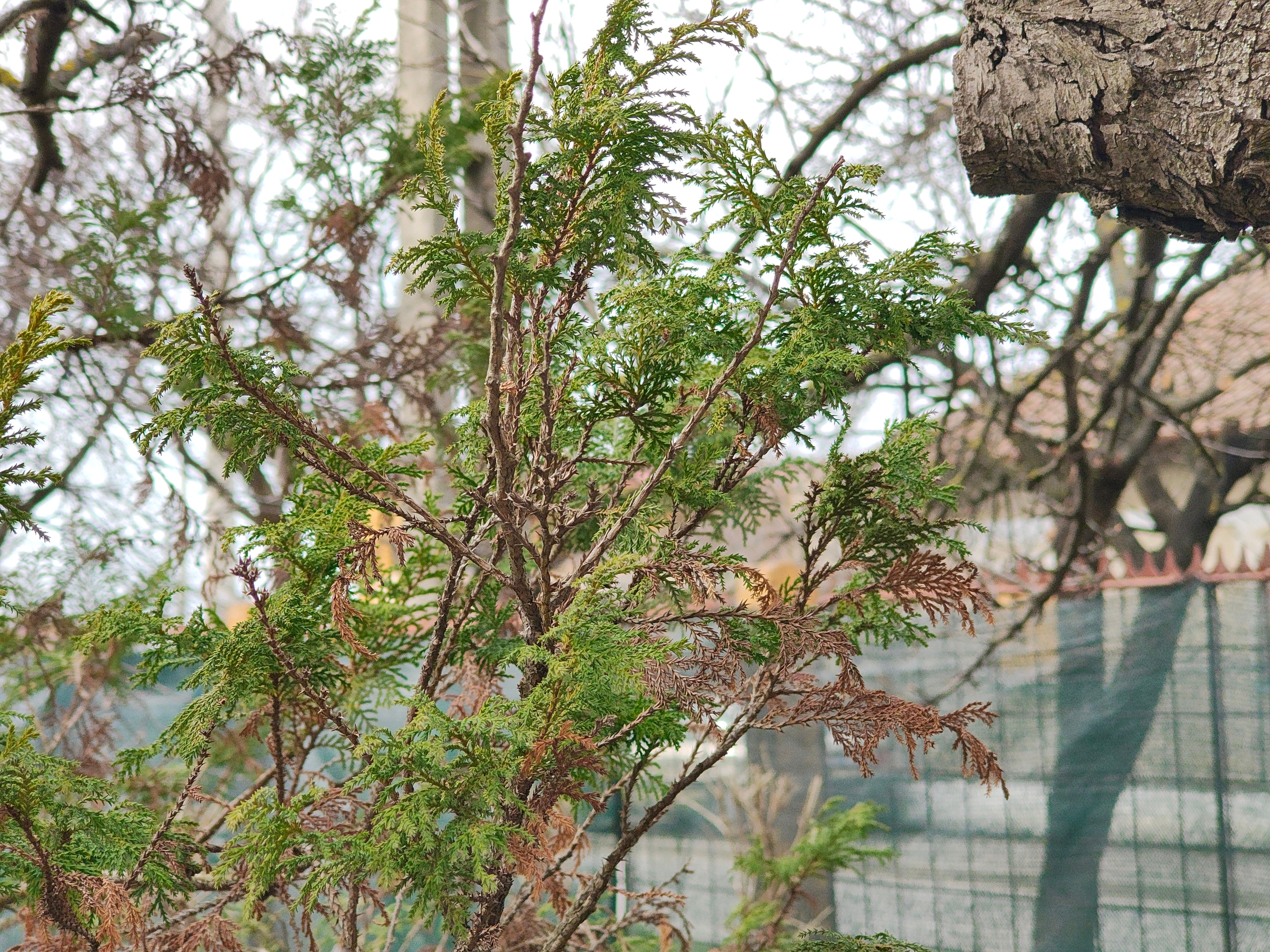 Telefon mobil Motorola Edge 50 Pro, Dual SIM, 512GB, 12GB RAM, 5G, Luxe Lavender