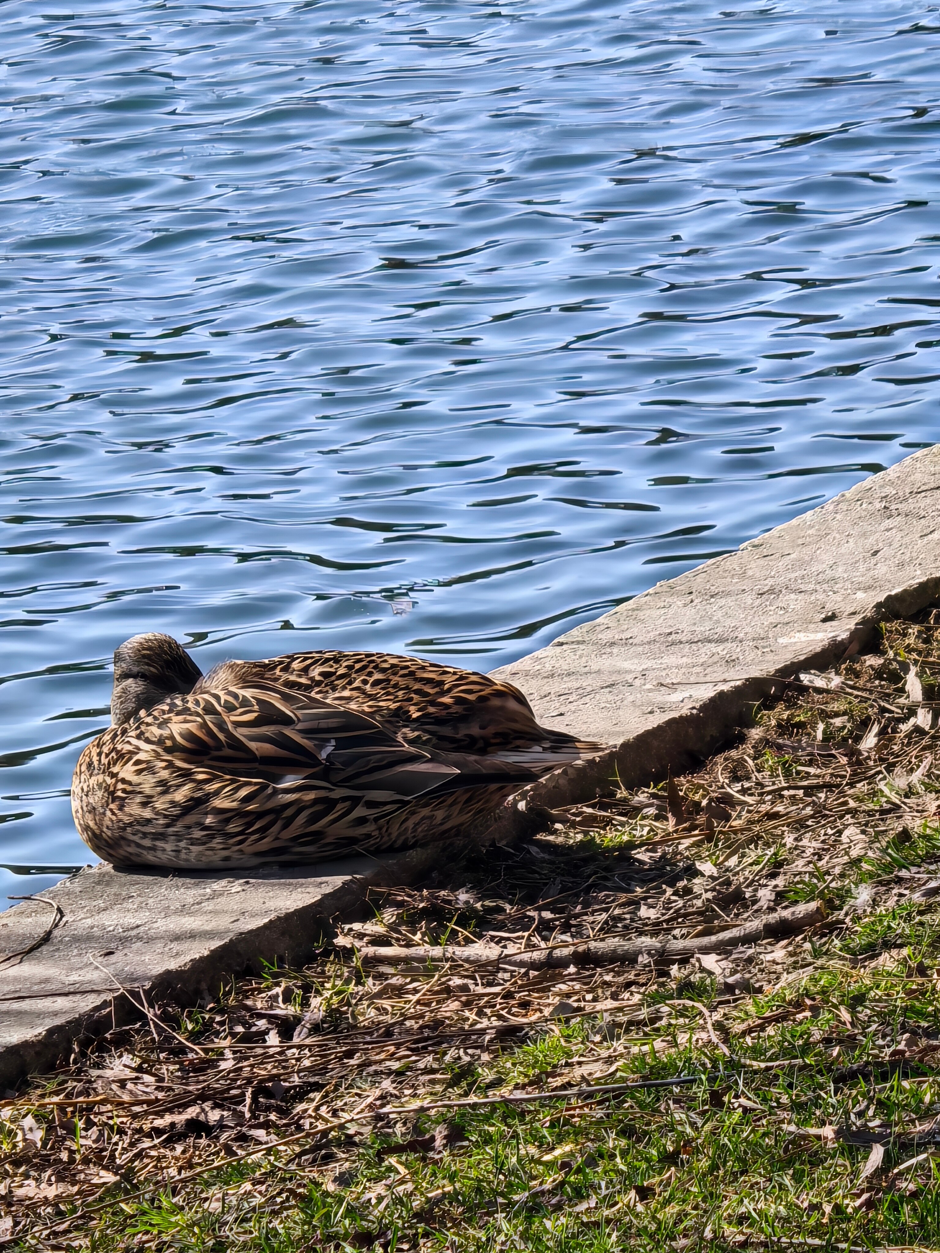 Telefon mobil Huawei Pura 80 Ultra, 512GB, 16GB RAM, Prestige Gold