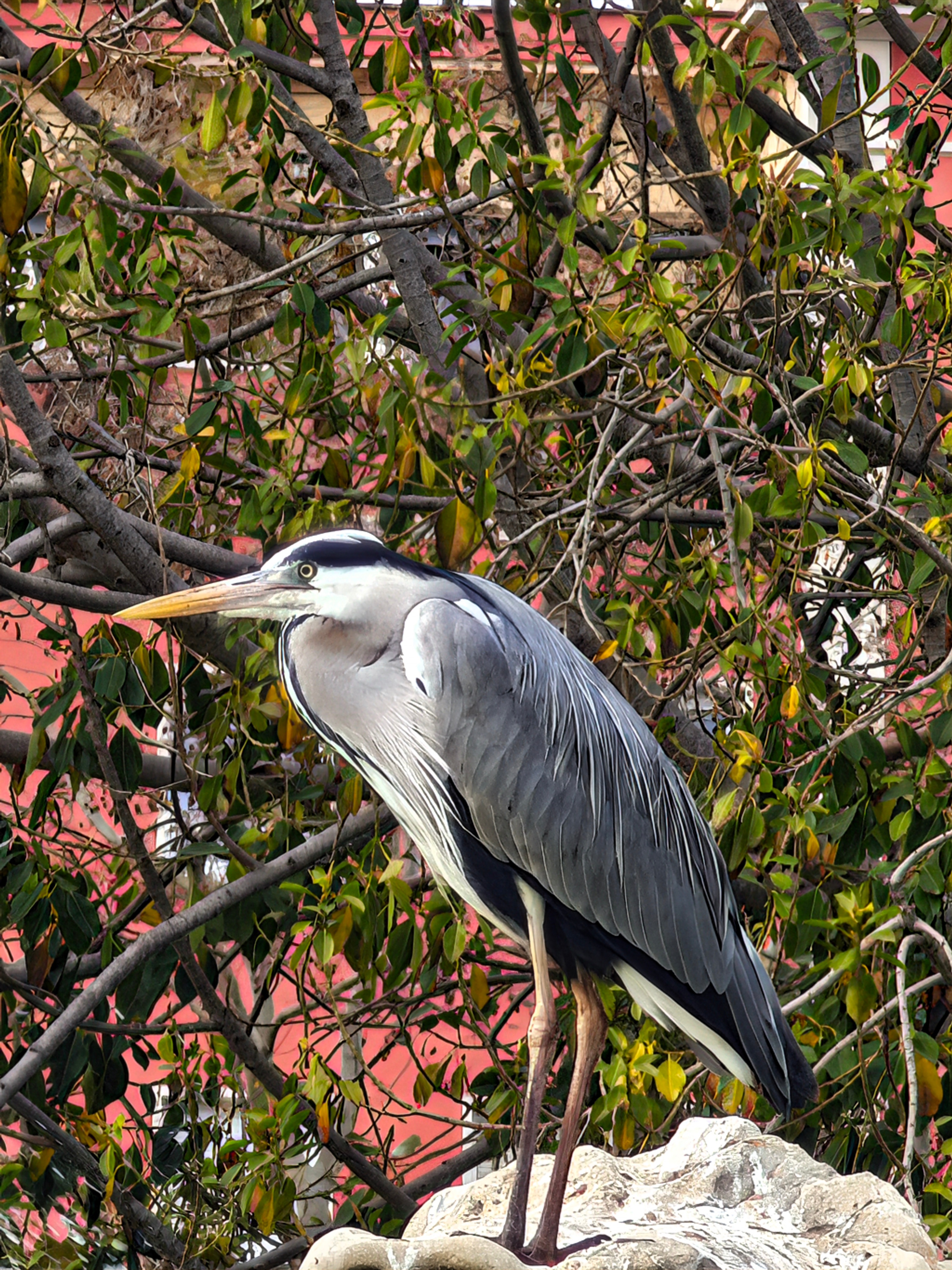 RESIGILAT: Telefon mobil Xiaomi 14 Ultra, 16GB RAM, 512GB, 5G, White