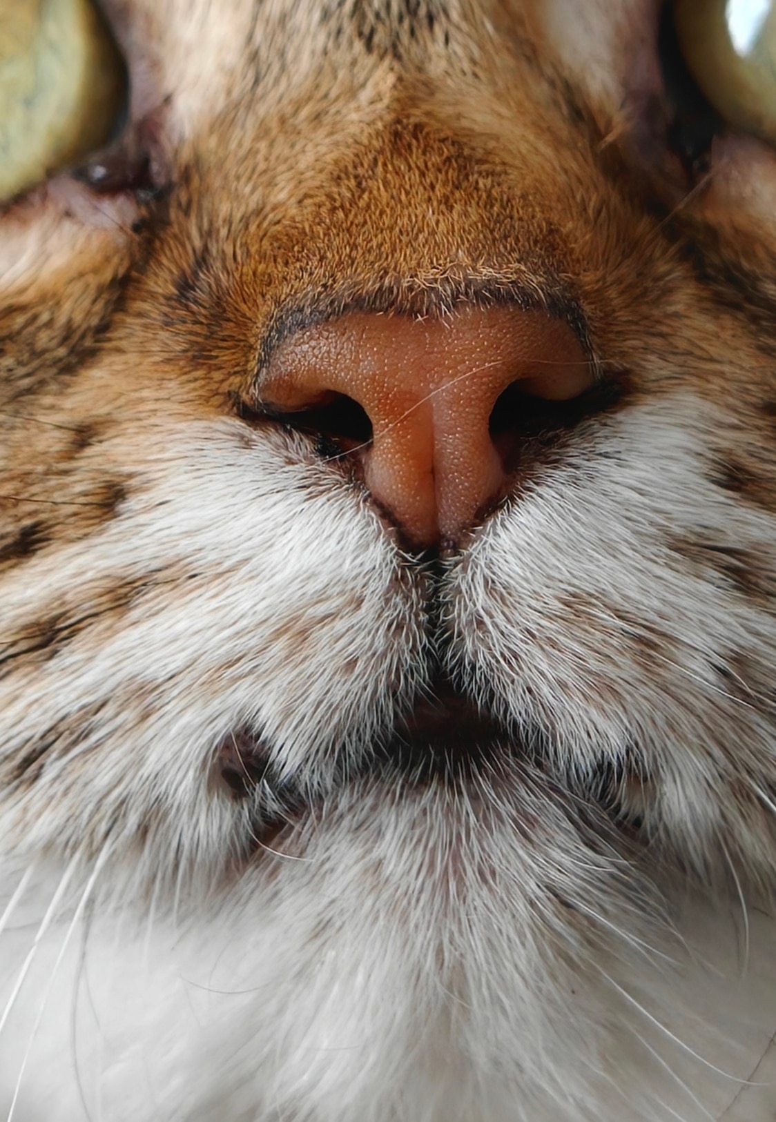 Telefon mobil realme GT 8 Pro, 512GB, 16GB RAM, 5G, Urban Blue