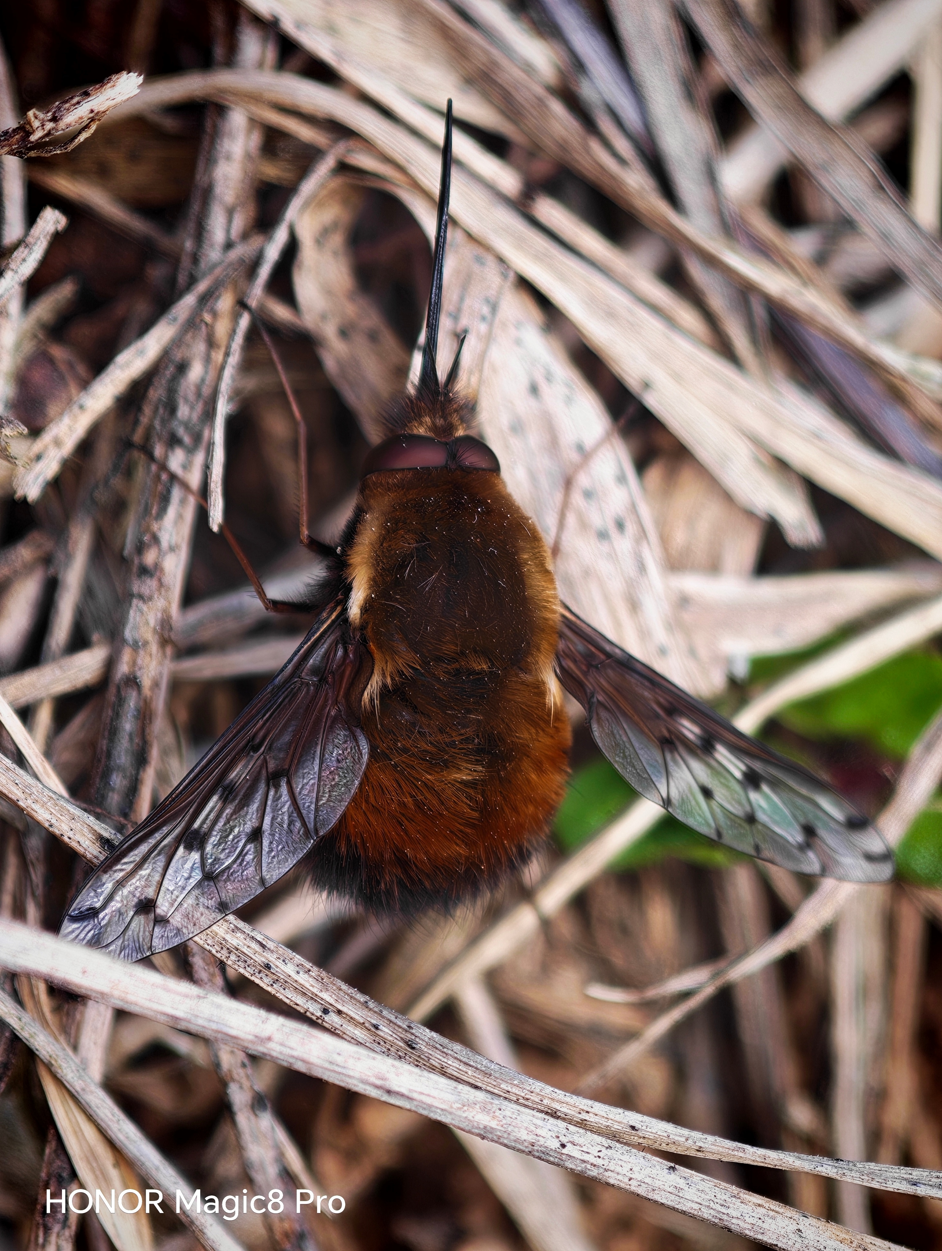 Telefon mobil Honor Magic 8 Pro, Dual SIM, 12GB RAM, 512GB, Sunrise Gold - Casti Honor Choice Earbuds X7e Active incluse