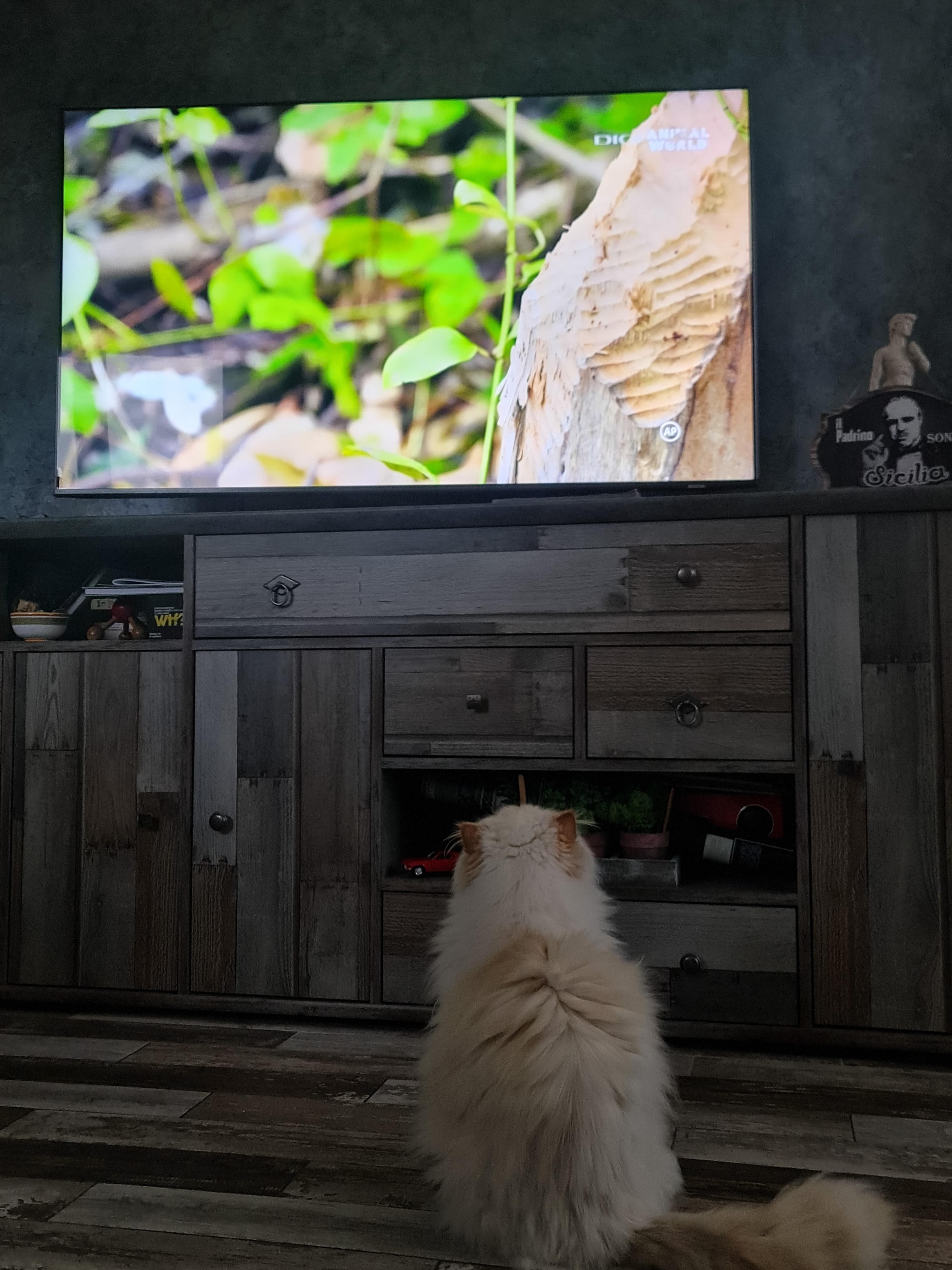 Televizor SAMSUNG MiniLED Neo QLED 55QN85F, 138 cm, Smart, 4K Ultra HD, 100 Hz, Clasa F (Model 2025)